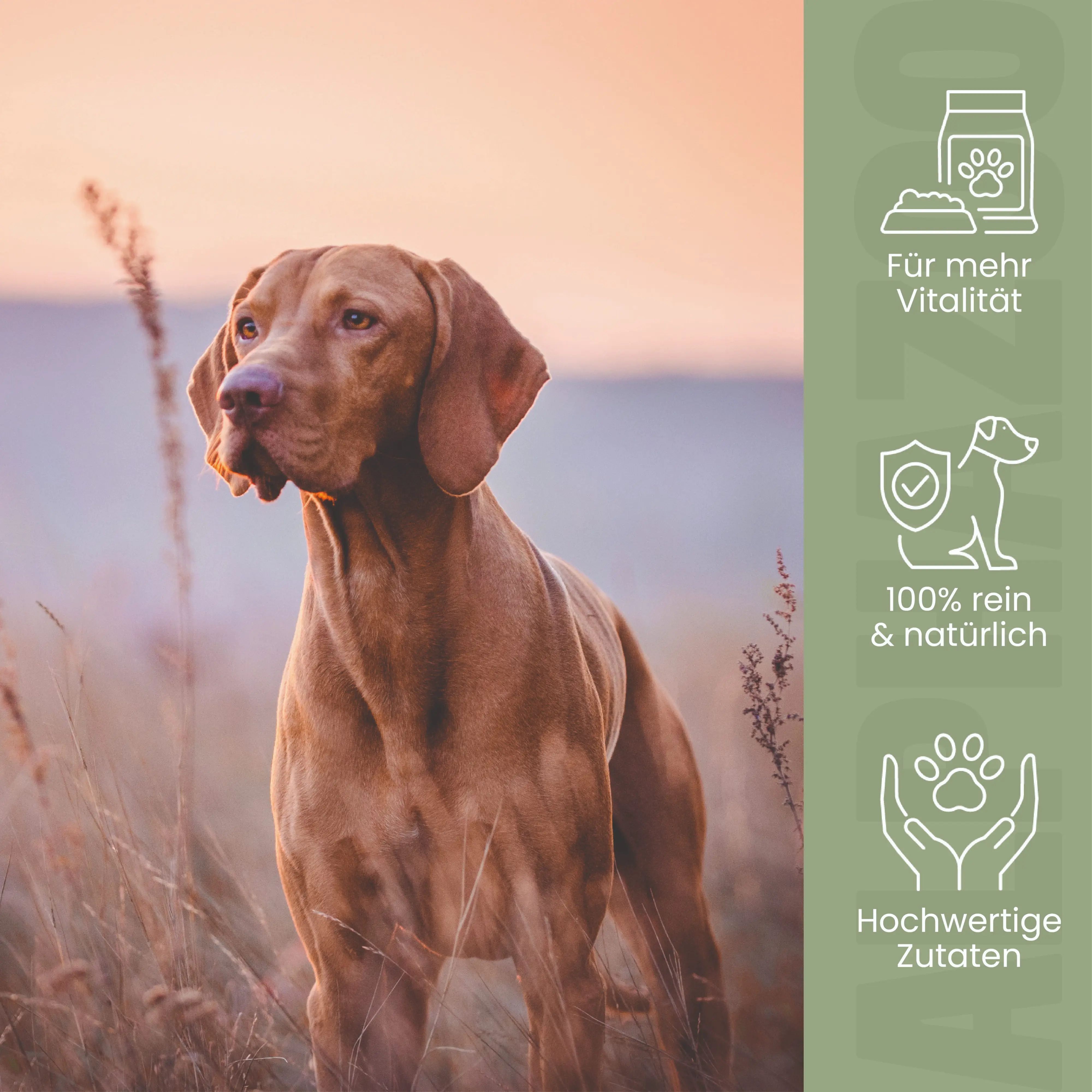 Hund in einem Feld. Text: Für mehr Vitalität, 100% rein & natürlich, hochwertige Zutaten.