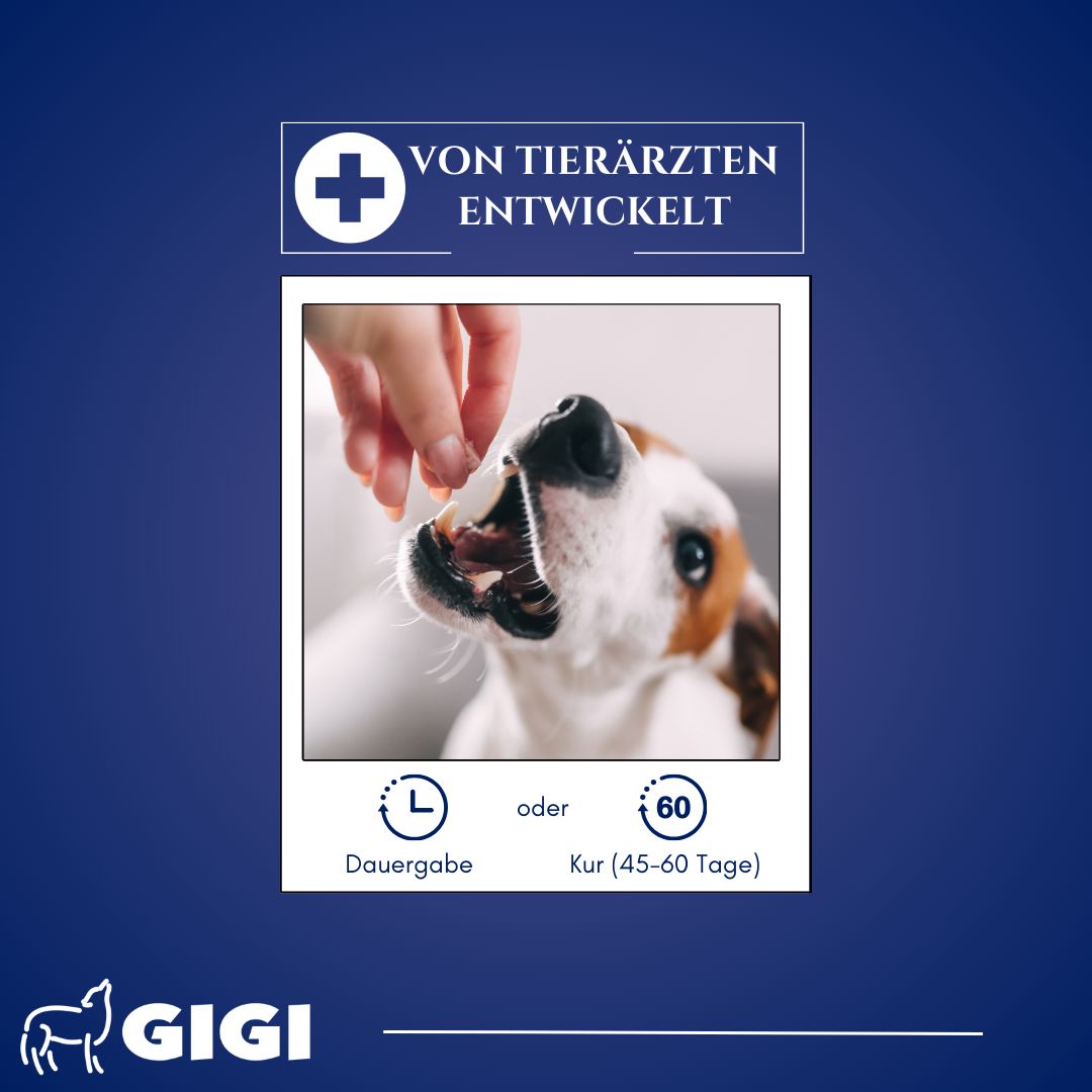 Hand gibt Tablette einem Hund. Text: Von Tierärzten entwickelt. Dauer- oder Kur-Gabe (45-60 Tage). GIGI Logo.