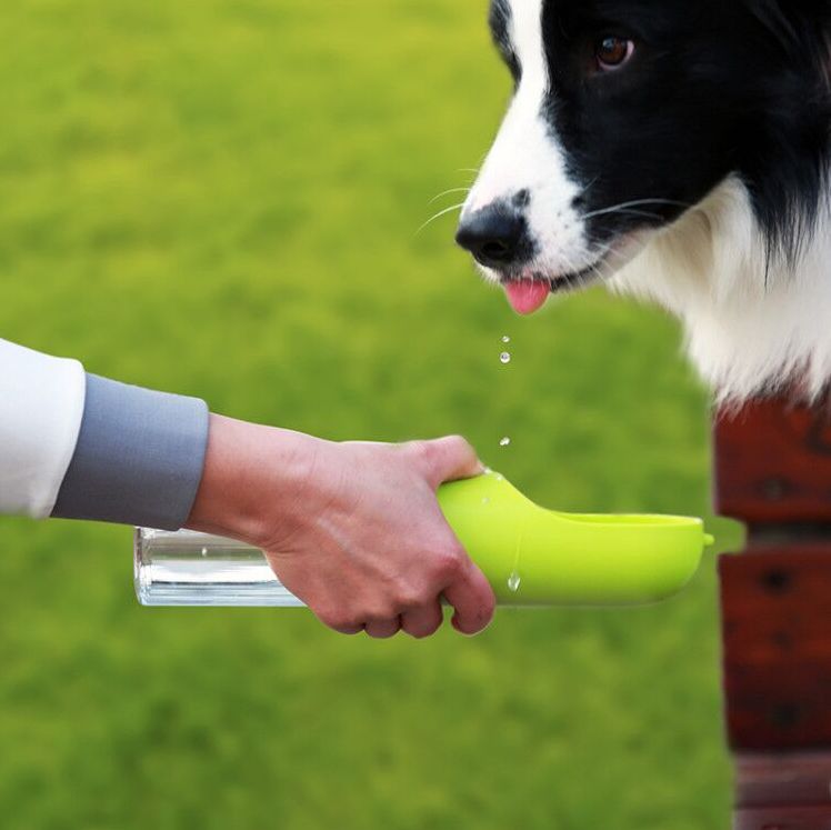 Person hält grüne Trinkflasche. Ein Hund trinkt aus der Schale. Wasser tropft.