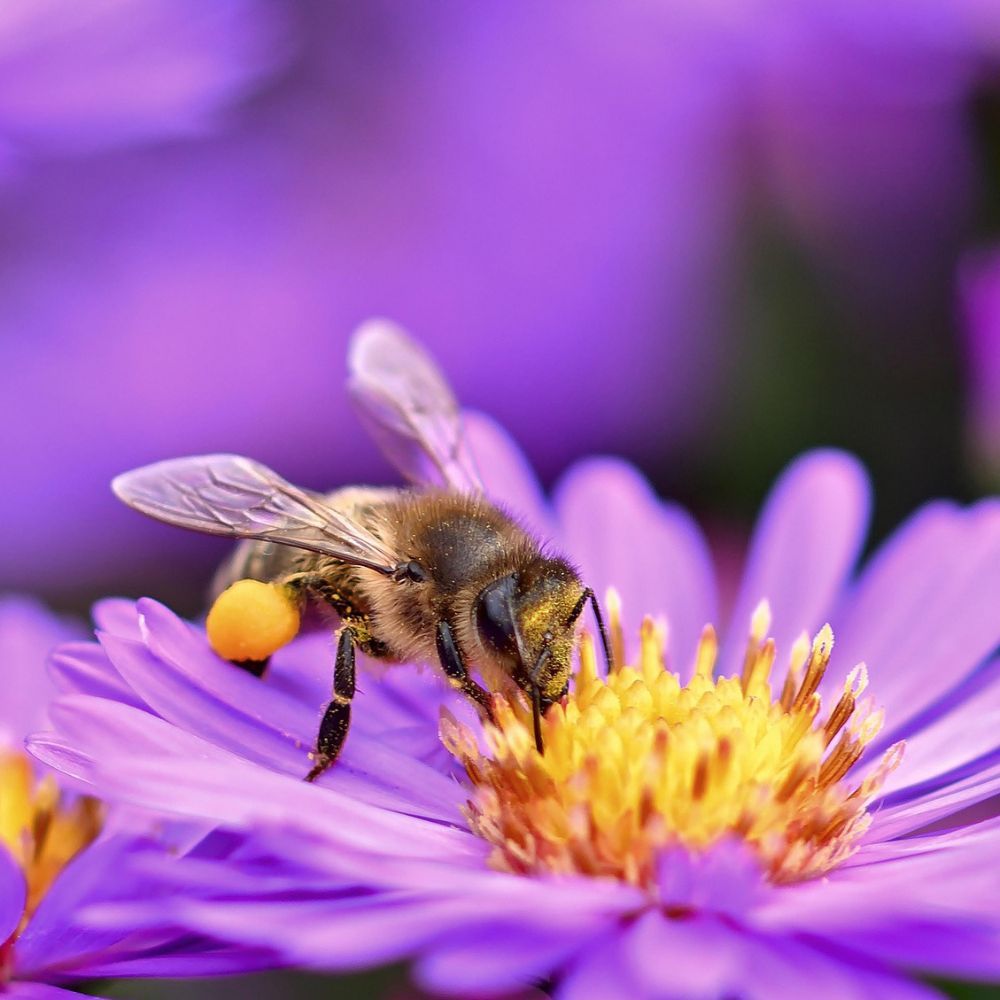 Biene auf lila Blüte. Die Biene hat Pollen an den Beinen. Gelber Pollen.