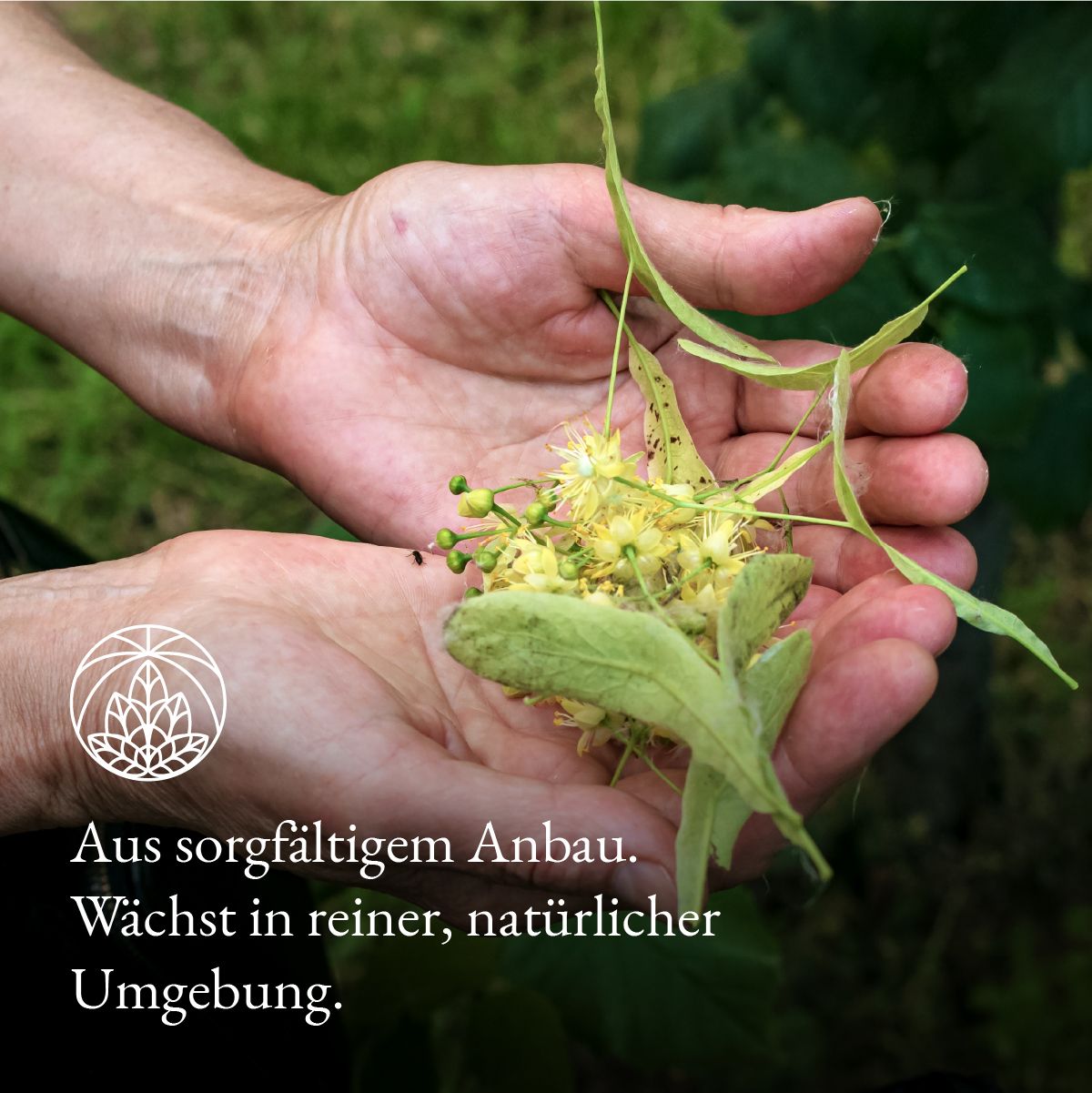 Monte Nativo Lindenblüten Kräutertee lose