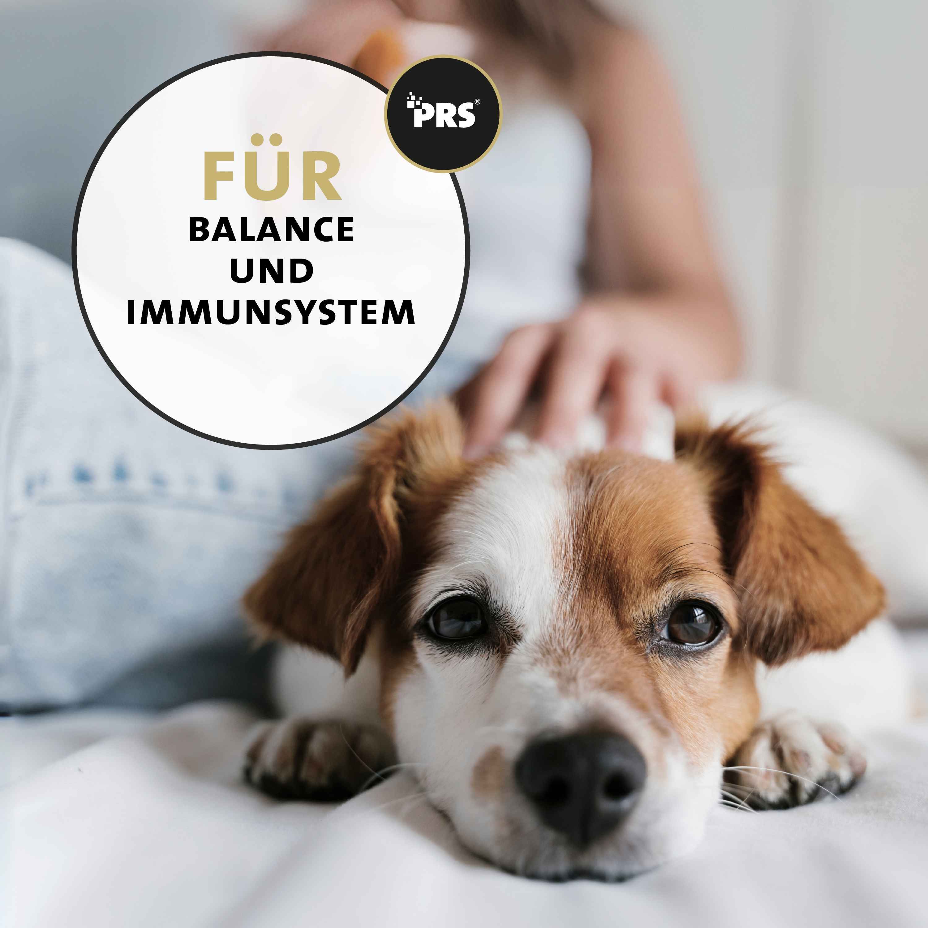 Hund wird gestreichelt. Text: Für Balance und Immunsystem. Logo: PRS.