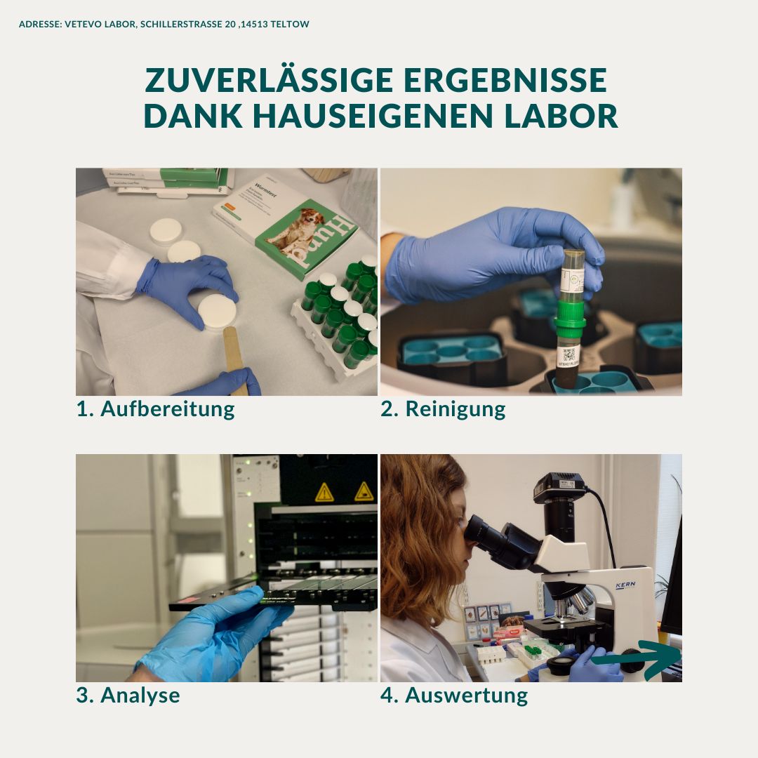 Vier Schritte im Labor: Probenvorbereitung, Reinigung, Analyse und Auswertung.