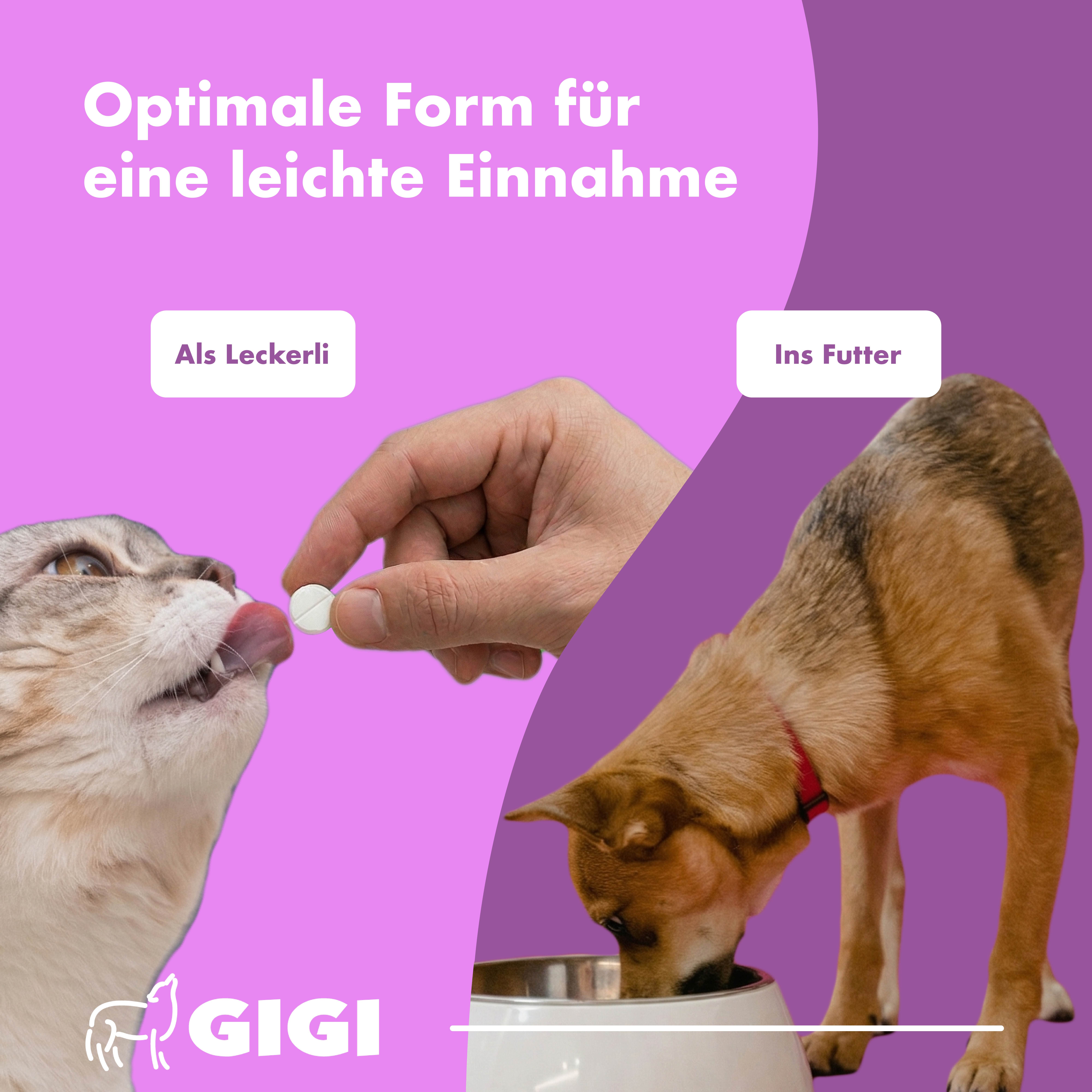 Katze und Hund mit Tablette. Hand reicht Tablette. Text: Als Leckerli, Ins Futter. Logo: GIGI.