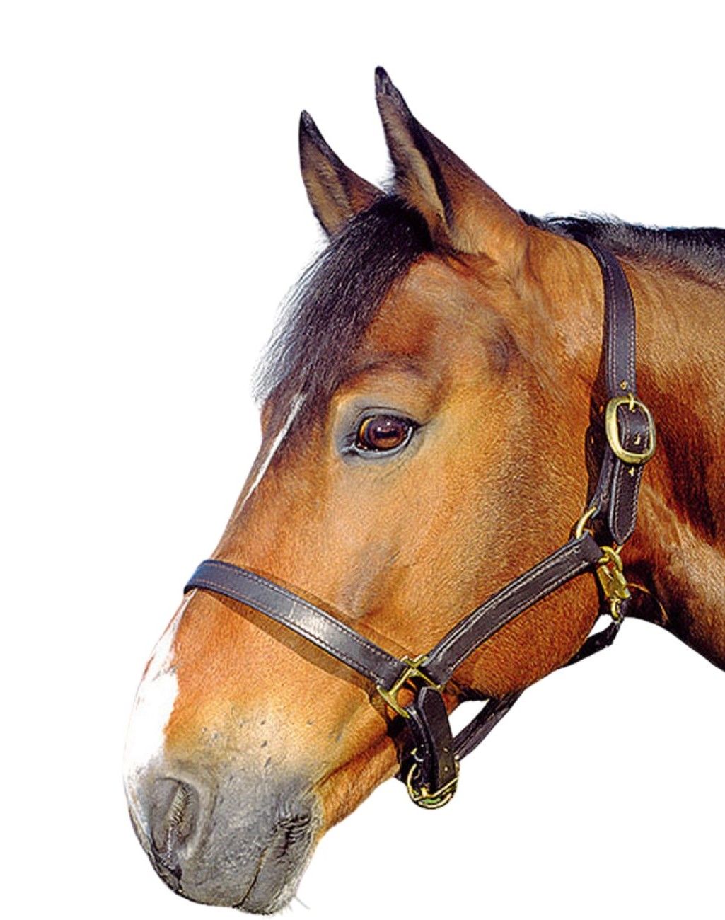 Schwarzes Lederhalfter mit goldenen Schnallen an einem braunen Pferd. Nahaufnahme, isoliert auf weißem Hintergrund.