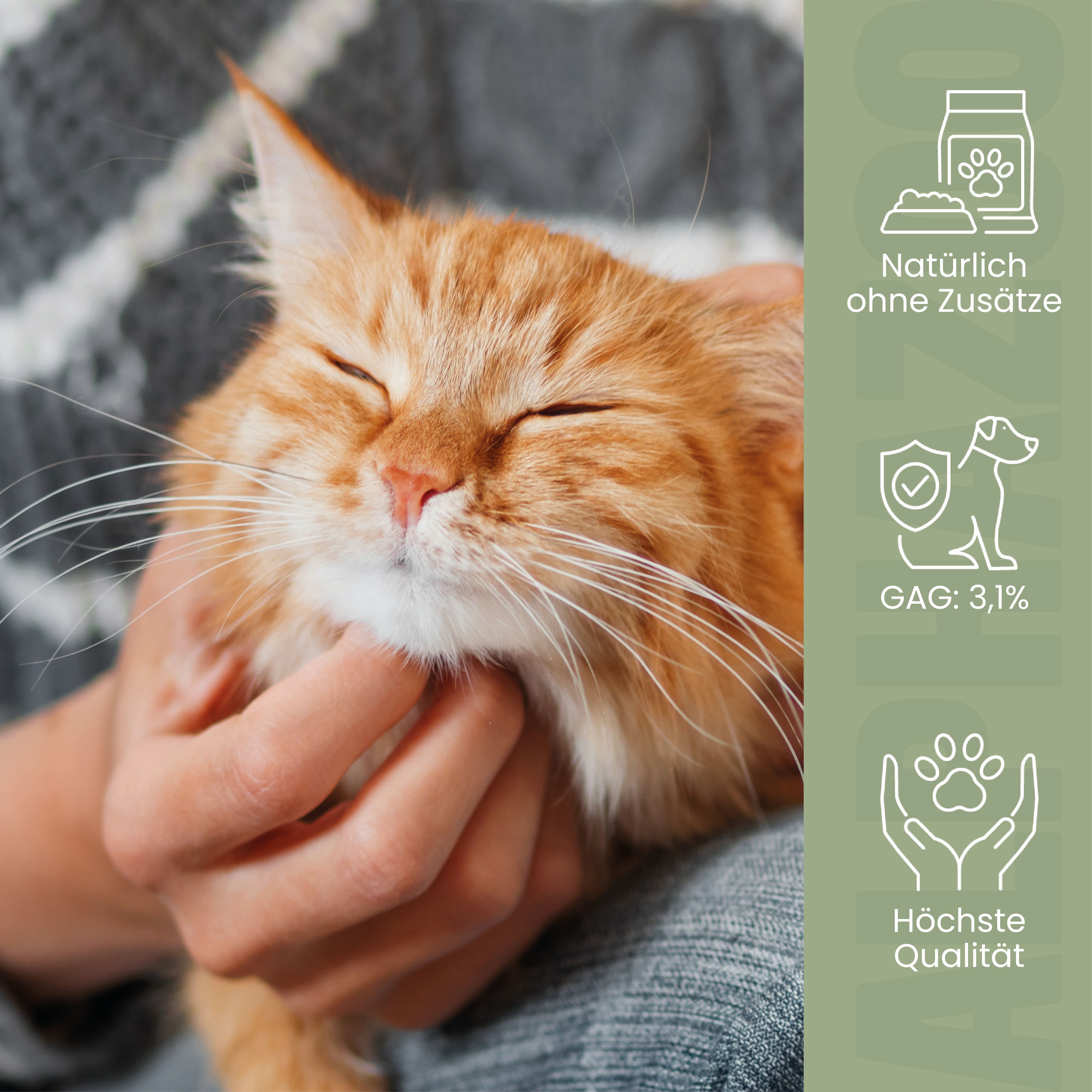 Eine orangefarbene Katze wird von einer Person gestreichelt. Icons zeigen: Natürlich ohne Zusätze, GAG 3,1%.