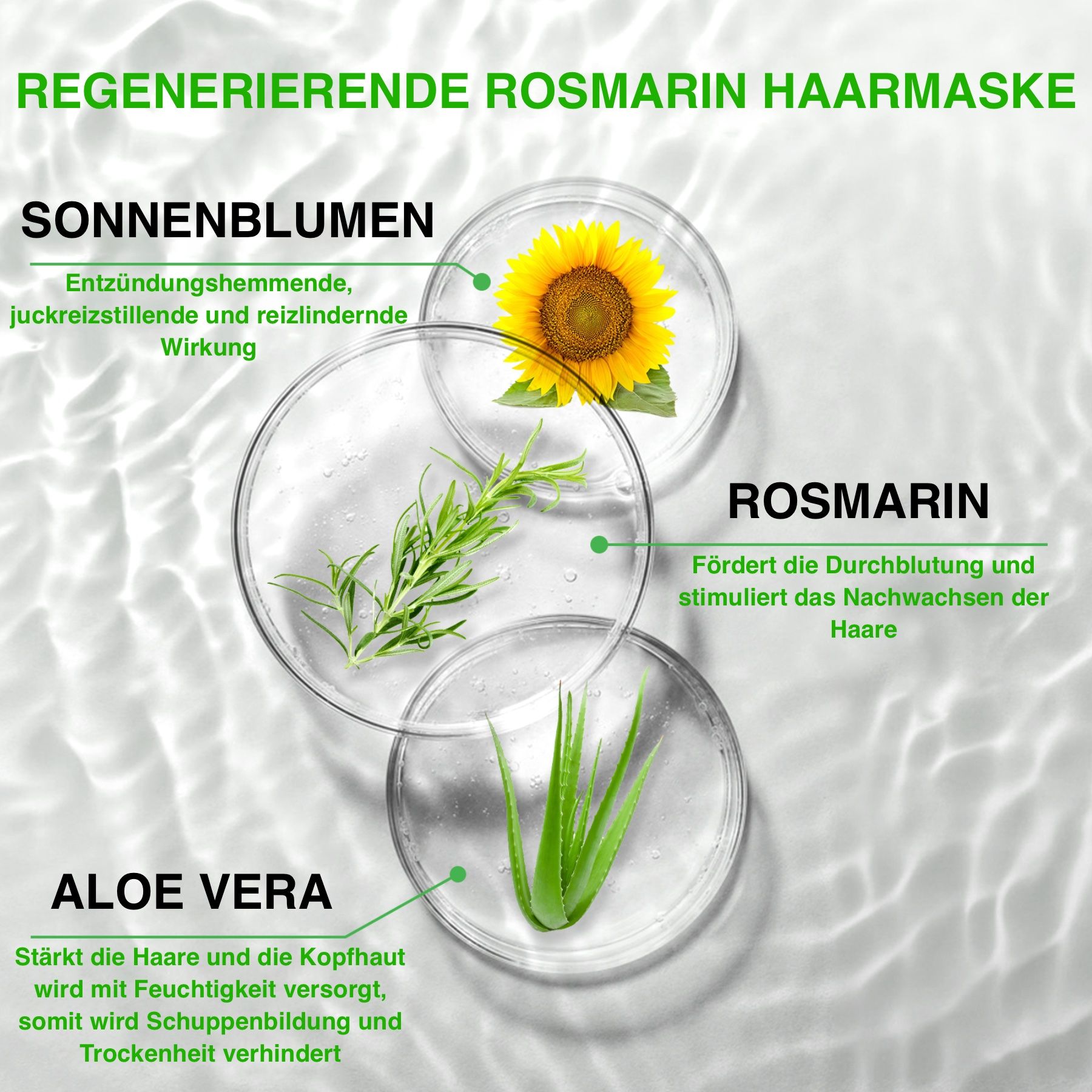 Drei Petrischalen mit Inhaltsstoffen: Sonnenblume, Rosmarin, Aloe Vera. Text: Regenerierende Rosmarin Haarmaske. Fördert die Durchblutung und stimuliert das Nachwachsen der Haare.