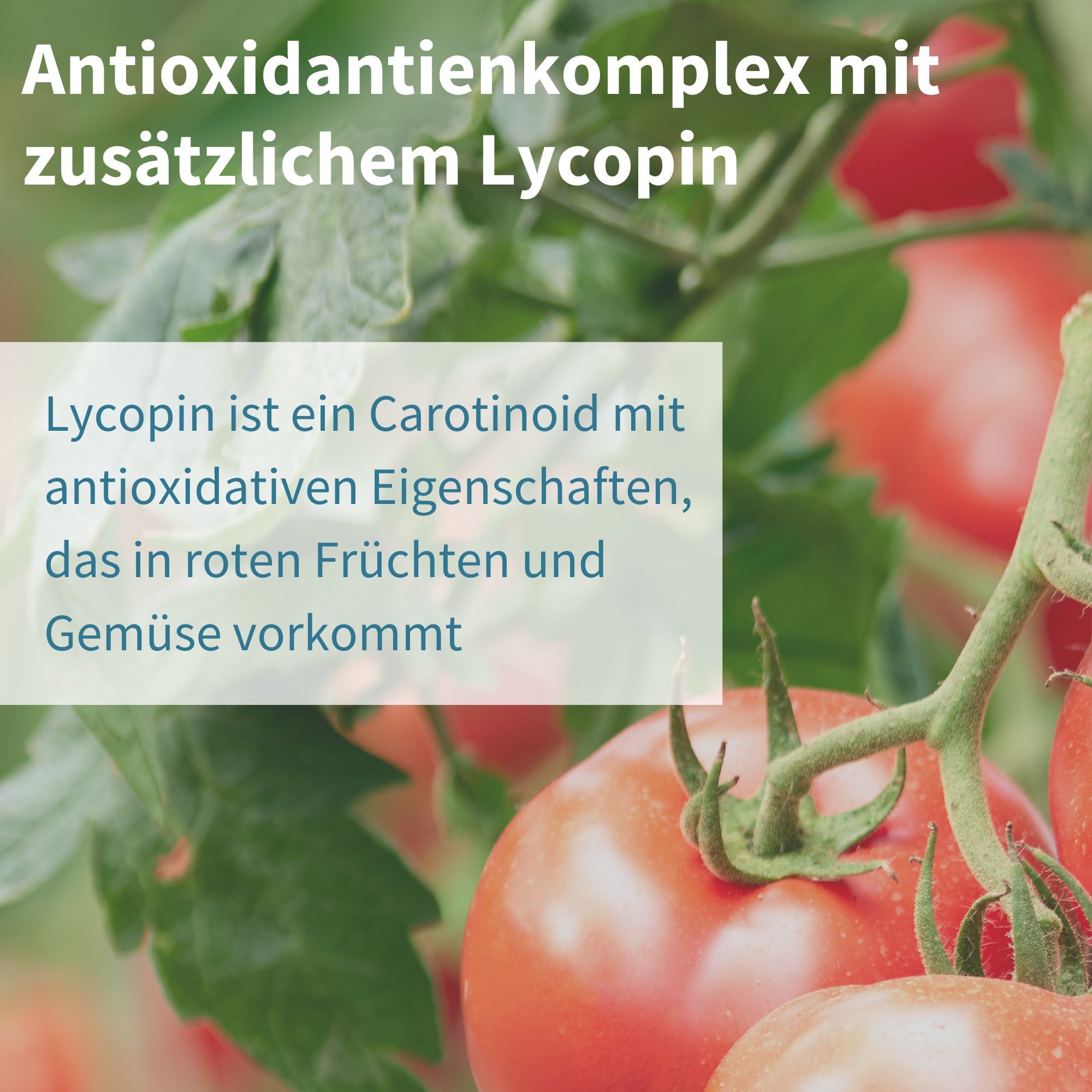 Nahaufnahme von Tomaten. Text: Lycopin ist ein Carotinoid mit antioxidativen Eigenschaften, das in roten Früchten und Gemüse vorkommt.