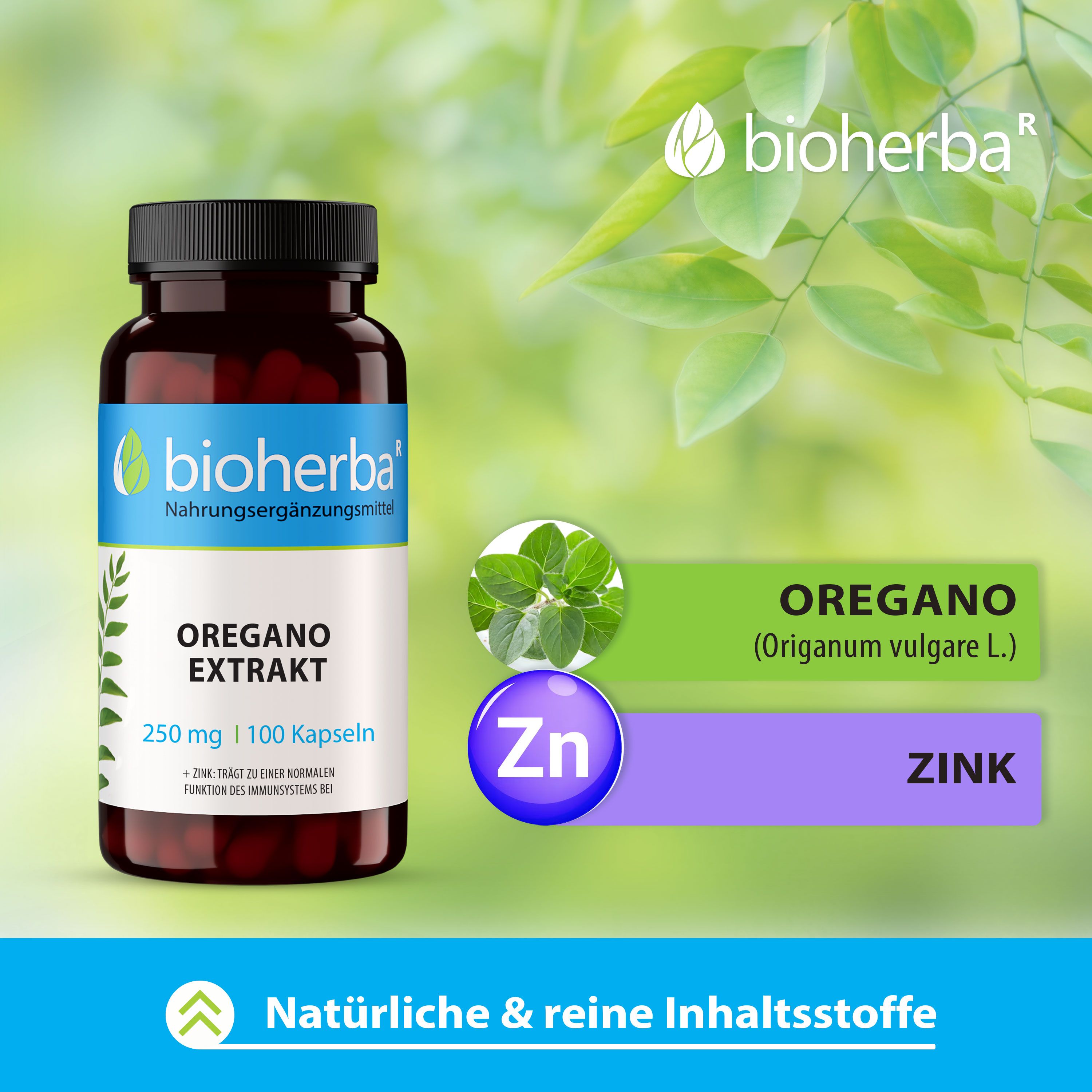 Braune Flasche mit schwarzen Deckel. Weißes Etikett mit blauem Streifen und Produktinformationen. Aufschrift: Oregano Extrakt, 250 mg | 100 Kapseln. Grün und lila Elemente.