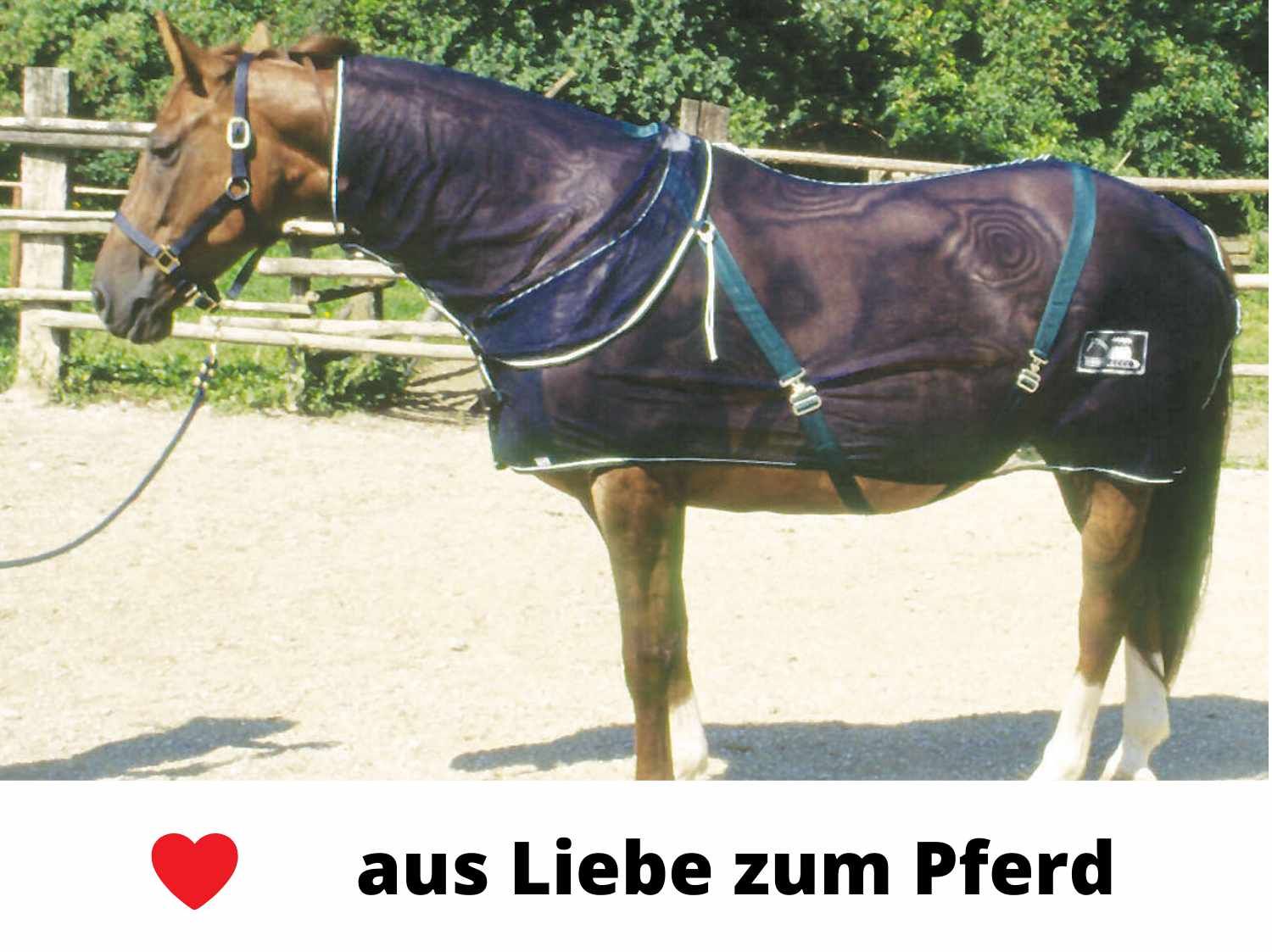 Pferd mit dunkelblauer Decke. Grüne Gurte. Text: 'aus Liebe zum Pferd'.