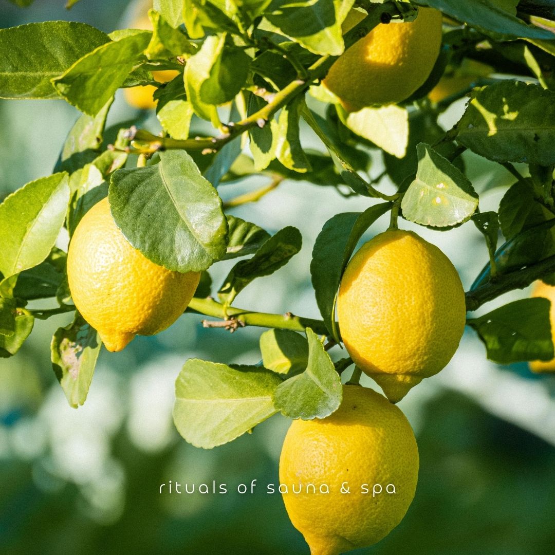Zitronen an einem Baum. Blätter und Sonnenlicht.