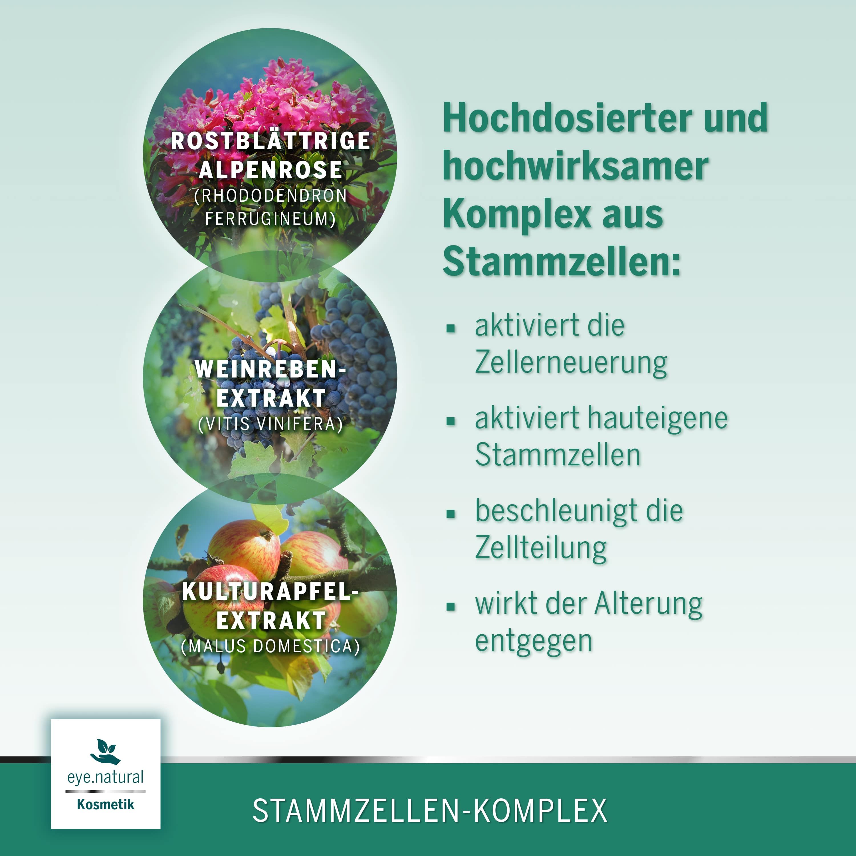 Kreisdiagramm mit Inhaltsstoffen: Alpenrose, Weinextrakt, Kulturapfelextrakt. Text: Stammzellen-Komplex, aktiviert Zellteilung und Alterung.