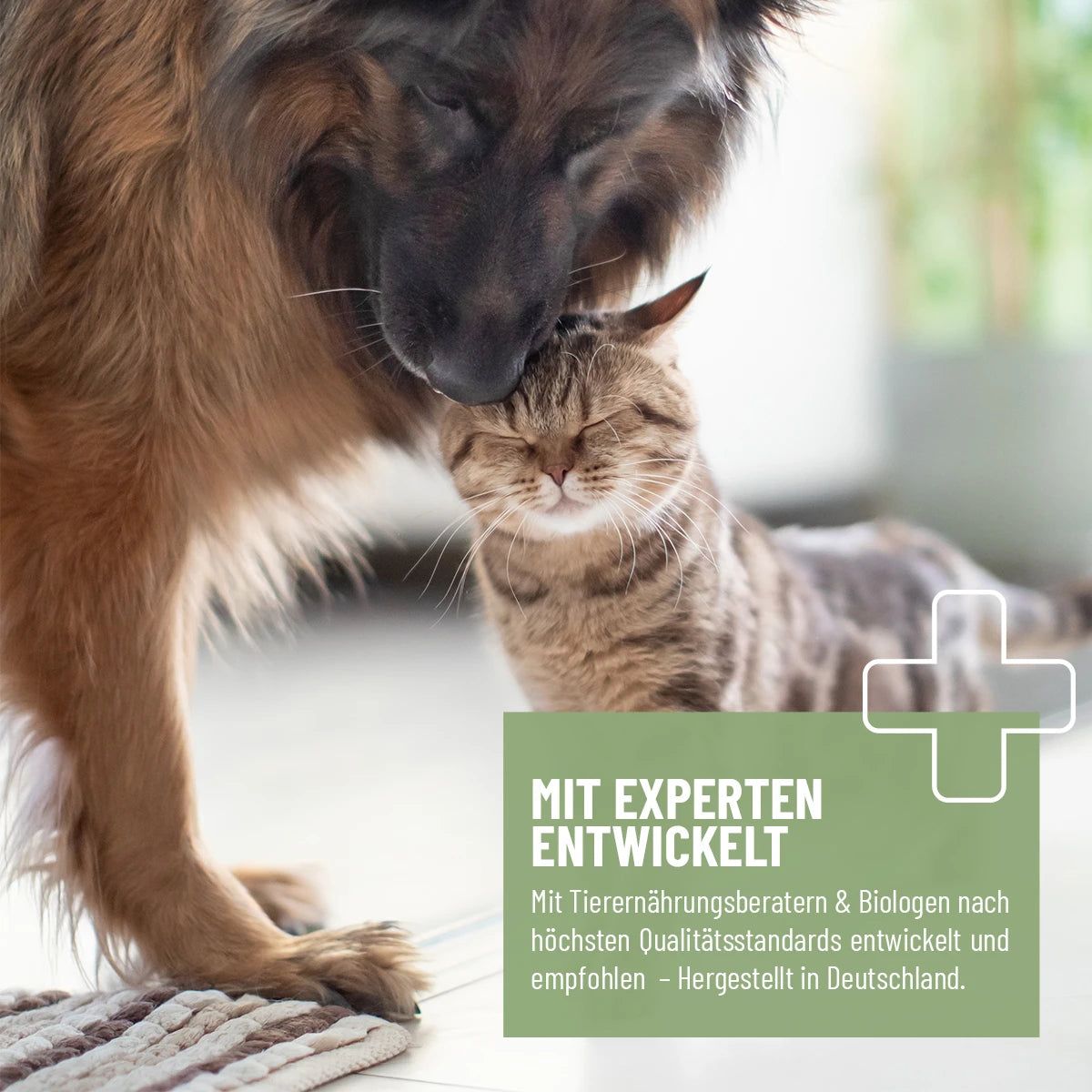 Ein Hund und eine Katze interagieren. Text auf grünem Hintergrund: "MIT EXPERTEN ENTWICKELT".