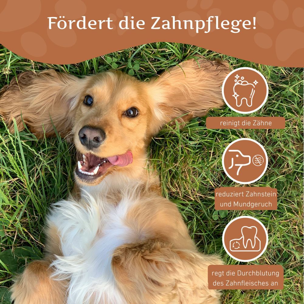 Hund auf Gras. Text: Fördert die Zahnpflege. Grafiken: Zähne reinigen, Zahnstein reduzieren, Zahnfleisch anregen.