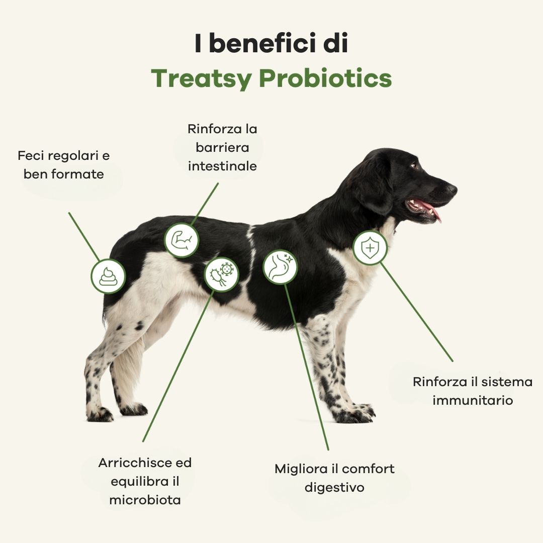Illustration eines Hundes mit Pfeilen, die Vorteile von Treatsy Probiotika hervorheben: Verdauung, Immunsystem, etc.