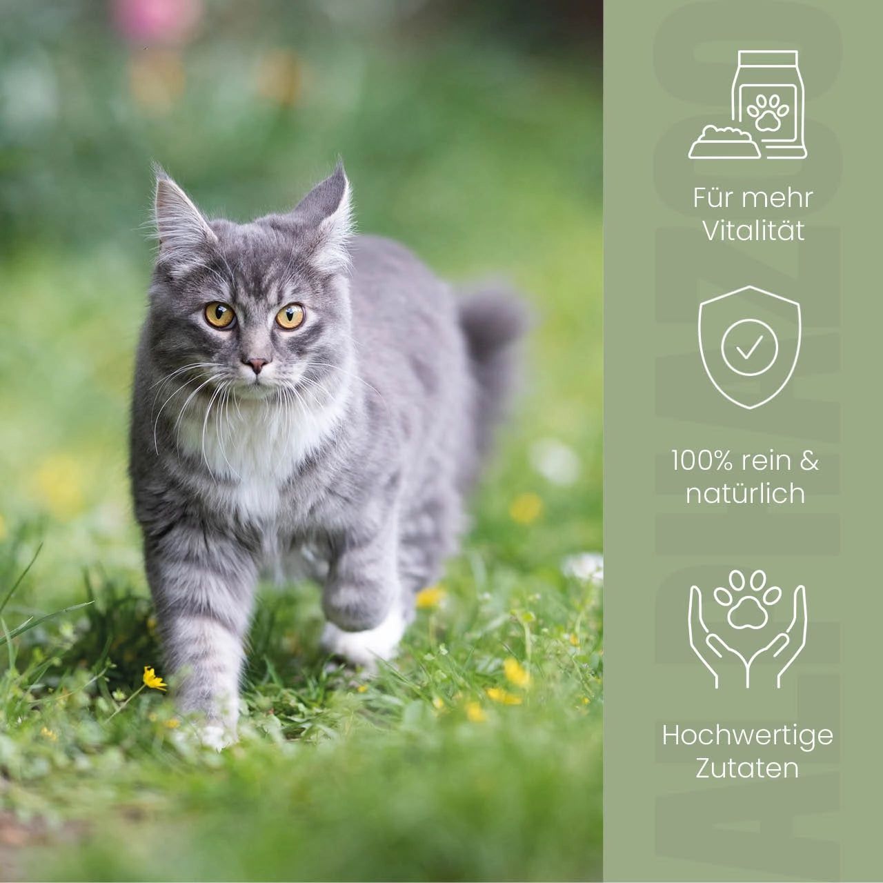 Graue Katze im Gras. Text: Für mehr Vitalität, 100% rein & natürlich, hochwertige Zutaten. Illustrationen: Futter, Schild, Pfoten.