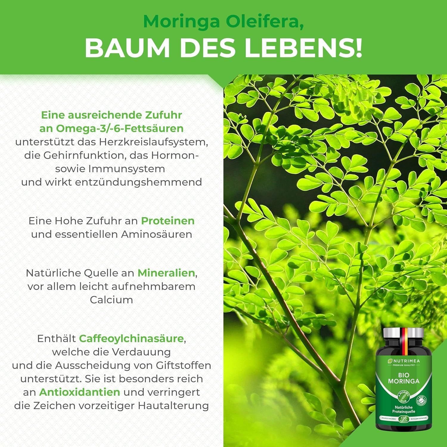 Grüne Flasche "BIO MORINGA" neben Blättern. Text: Moringa Oleifera, Baum des Lebens. Vorteile für die Gesundheit.