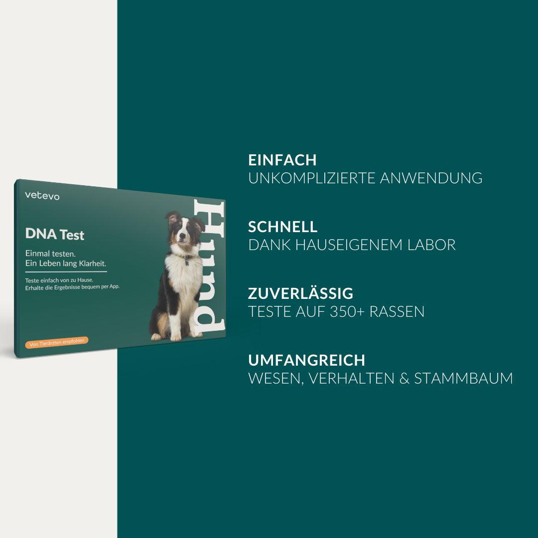 Vetevo DNA Test Pro Hund: Einfach, Schnell, Zuverlässig, Umfangreich.