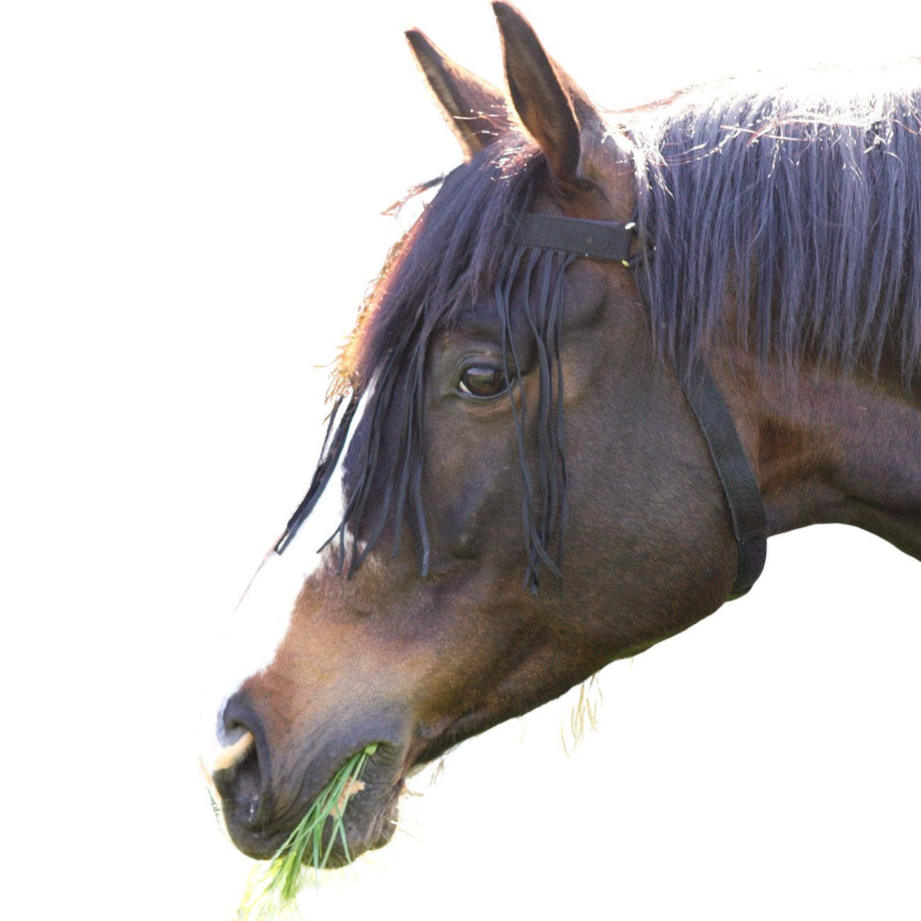Pferdekopf mit Fliegenfransen. Schwarze Fransen und Stirnband. Das Pferd frisst Gras.