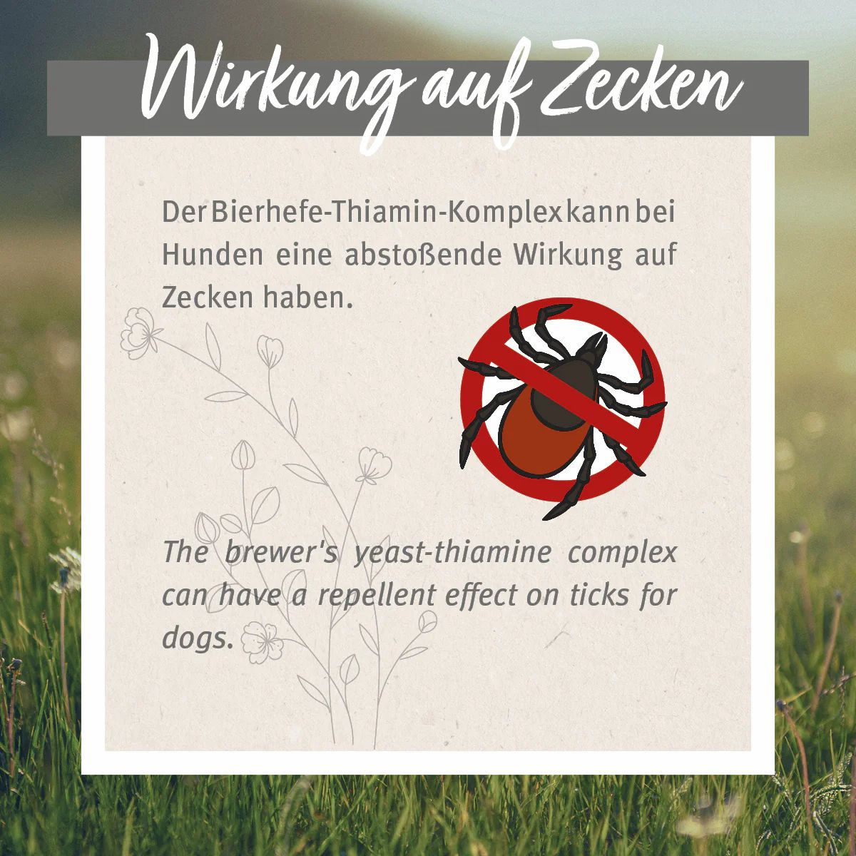 Text auf grünem Hintergrund: Wirkung auf Zecken. Der Bierhefe-Thiamin-Komplex kann eine abstoßende Wirkung haben. Rotes Zecken-Symbol.