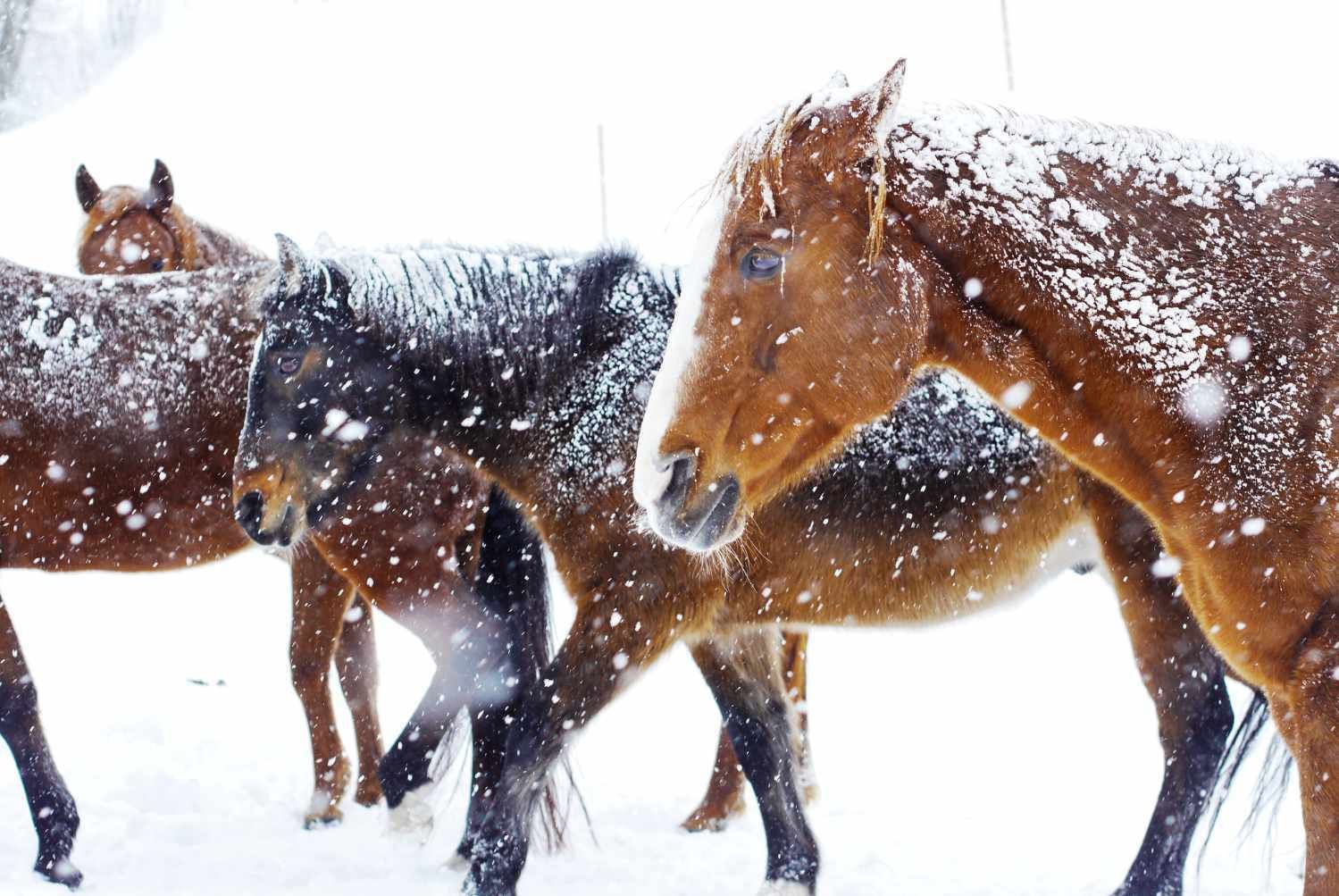 Pferde im Schnee. Nahaufnahme von drei Pferden, Schneeflocken fallen. Braune und schwarze Pferde.