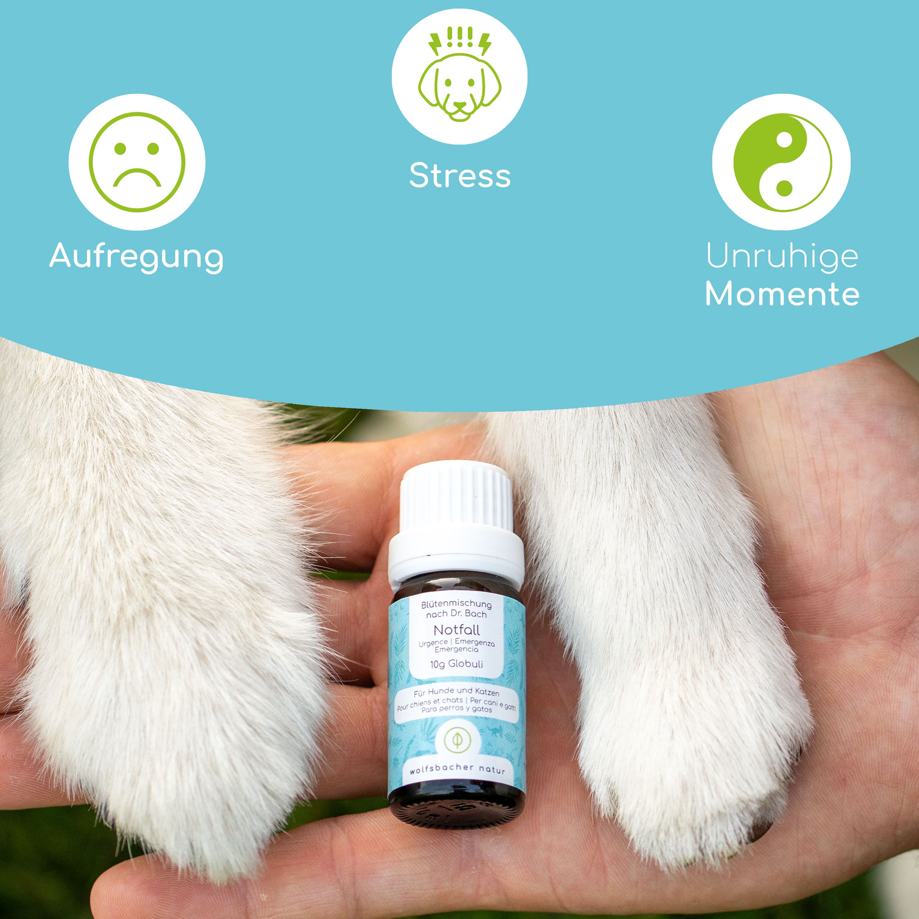 Kleine Flasche mit Etikett, gehalten von einer Hand mit Hundepfoten. Symbole für Stress, Aufregung und unruhige Momente.