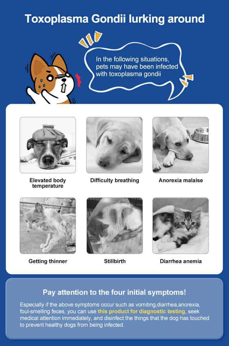 Sechs Bilder zeigen kranke Hunde und Katzen mit Symptomen wie Fieber, Atembeschwerden, Appetitlosigkeit und Durchfall.