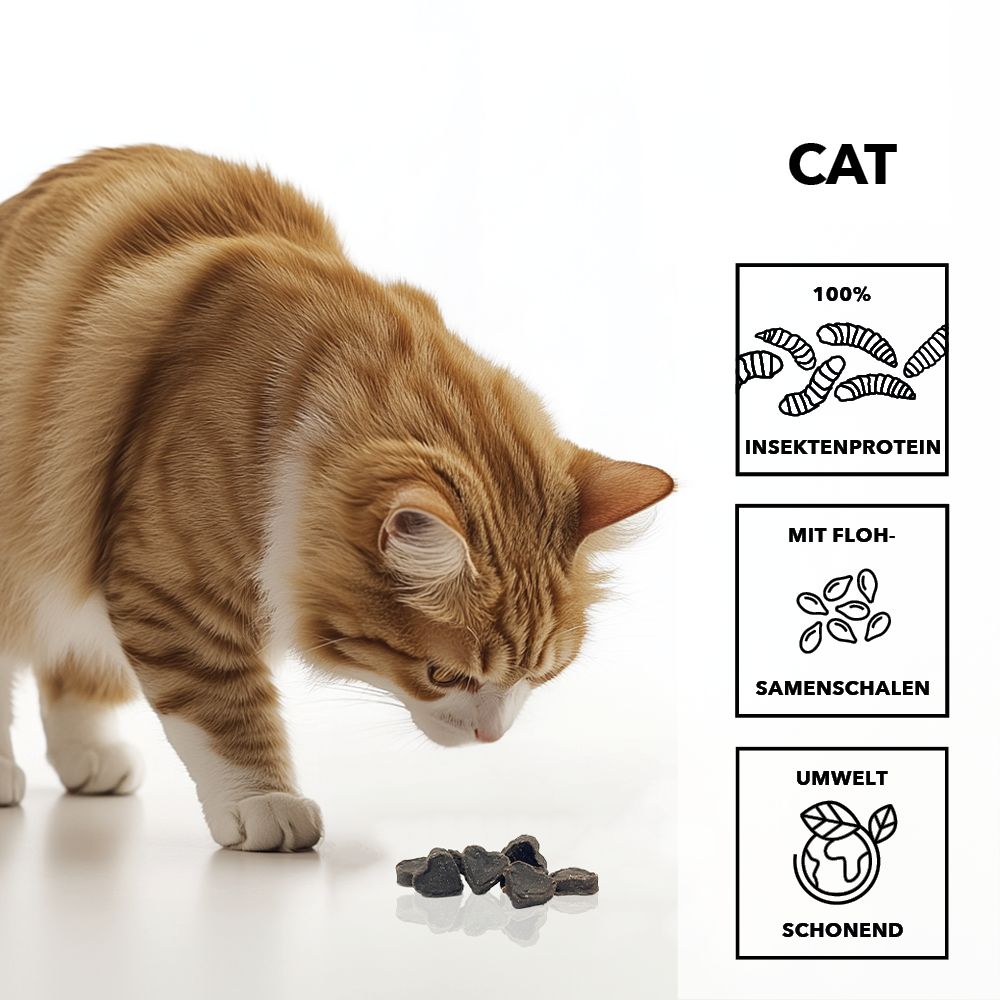 Katze betrachtet herzförmige Snacks. Text: 100% Insektenprotein, mit Flohsamenschalen, umweltschonend.