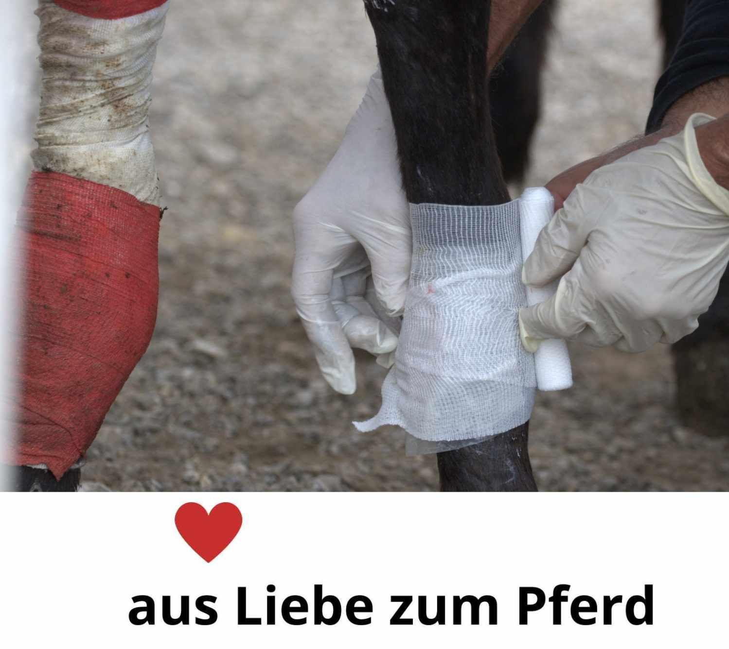 Pferdebein mit Verband. Hände mit Handschuhen wickeln einen weißen Verband um das Bein. Roter Verband am Bein sichtbar.