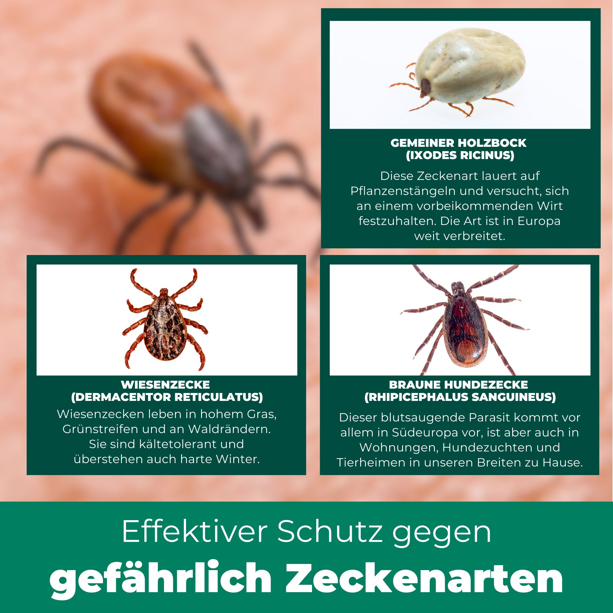 SILBERKRAFT Zeckenzange