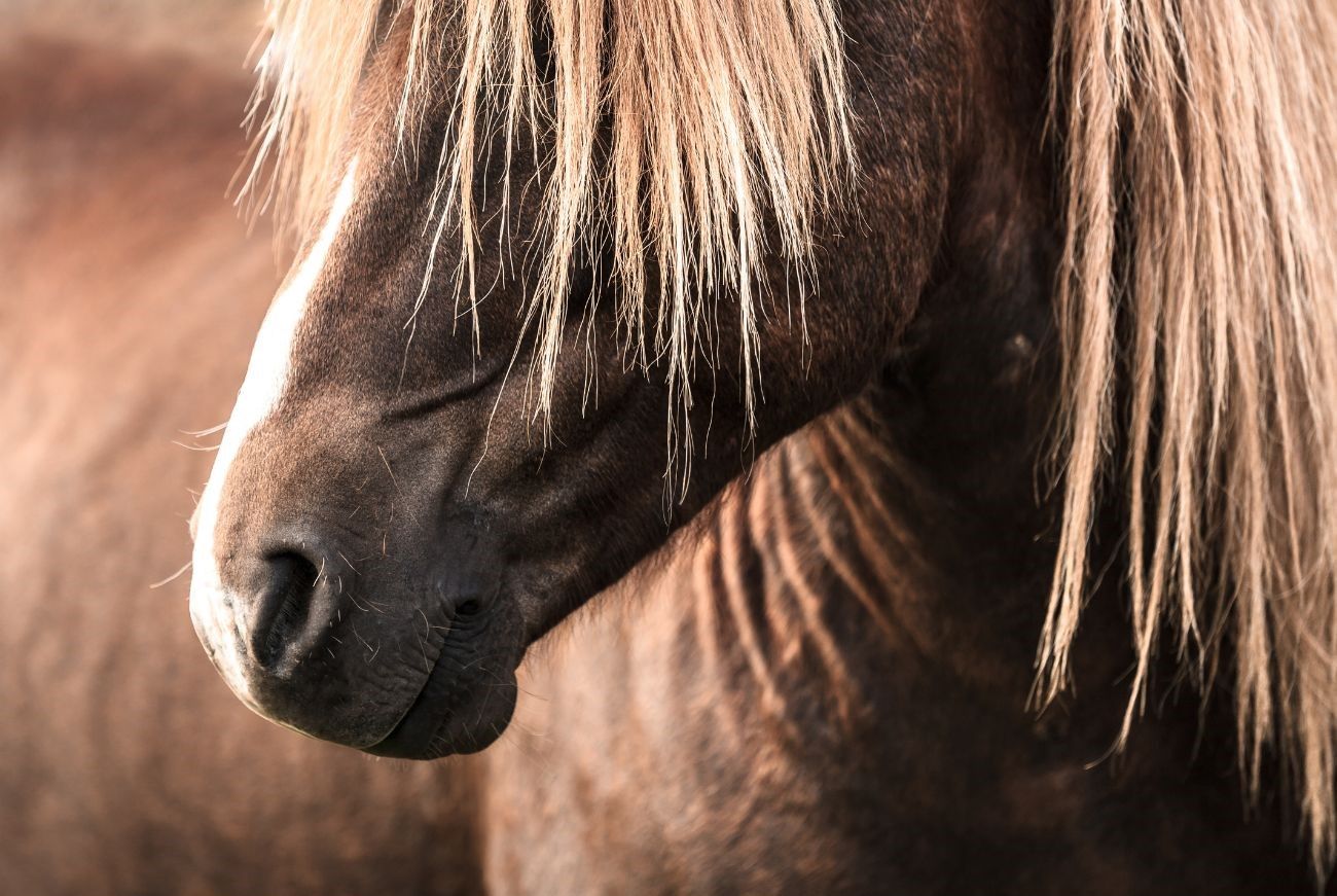 Nahaufnahme eines Pferdekopfes mit braunem Fell und heller Mähne.