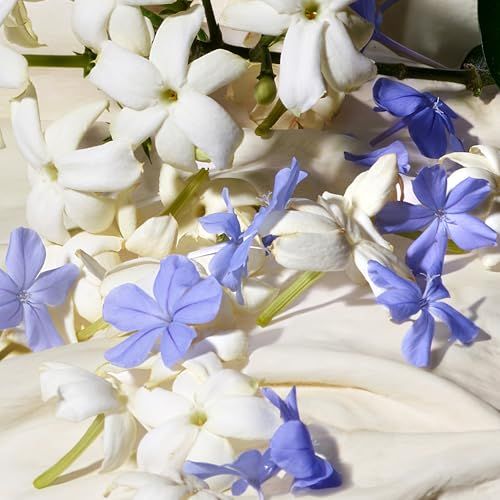 Nahaufnahme von weißen und blauen Blüten auf weißem Stoff. Einige Blüten sind blau, andere weiß.