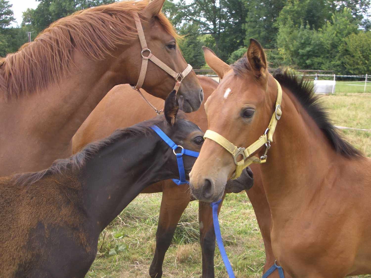 Drei Pferde stehen zusammen auf einer Wiese.