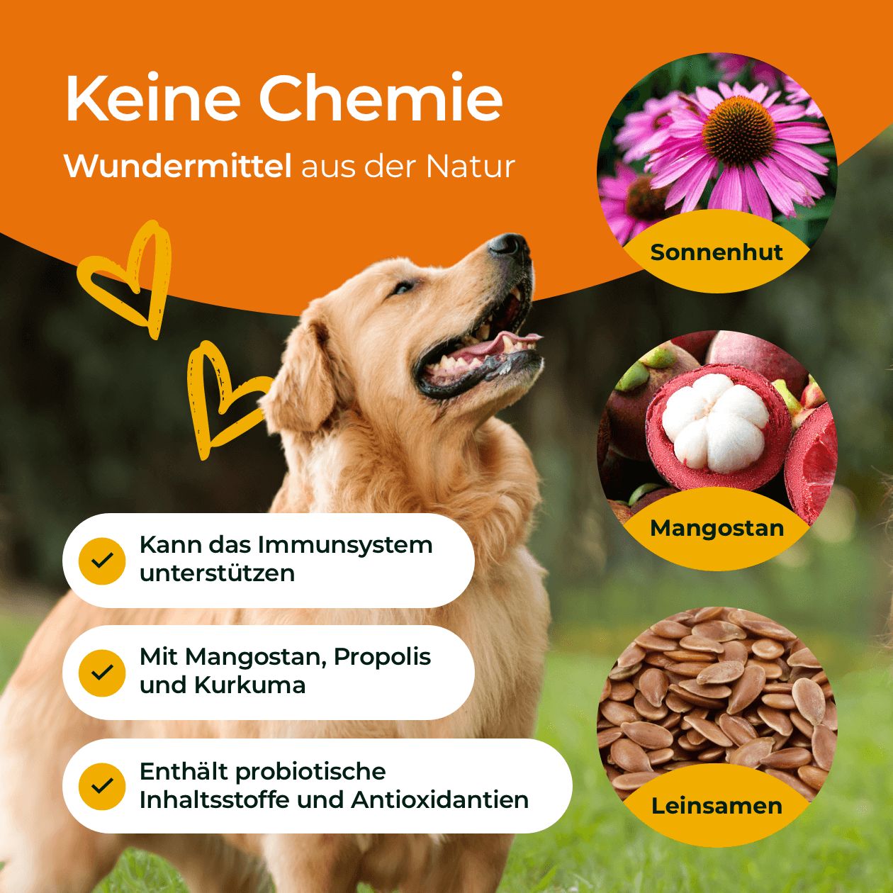 Heller Hund blickt nach oben. Text: Keine Chemie. Kann Immunsystem unterstützen. Mit Mangostan, Propolis und Kurkuma. Enthält probiotische Inhaltsstoffe und Antioxidantien.