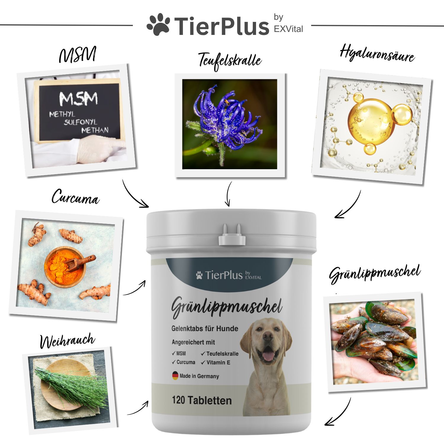 EXVital Grünlippmuschel Plus: Behälter umgeben von Darstellungen von MSM, Teufelskralle, Hyaluronsäure, Curcuma, Weihrauch und Grünlippmuschel.