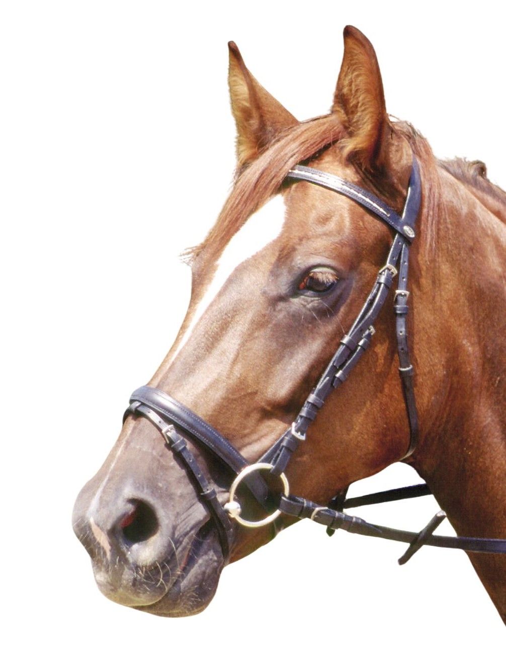 Trensenzaum Clincher am Pferdekopf. Schwarzes Leder, silberfarbene Schnallen. Pferd vor weißem Hintergrund.