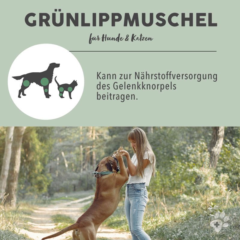 PAWS&PATCH GRÜNLIPPMUSCHEL Pulver für Hunde, Katzen und Pferde