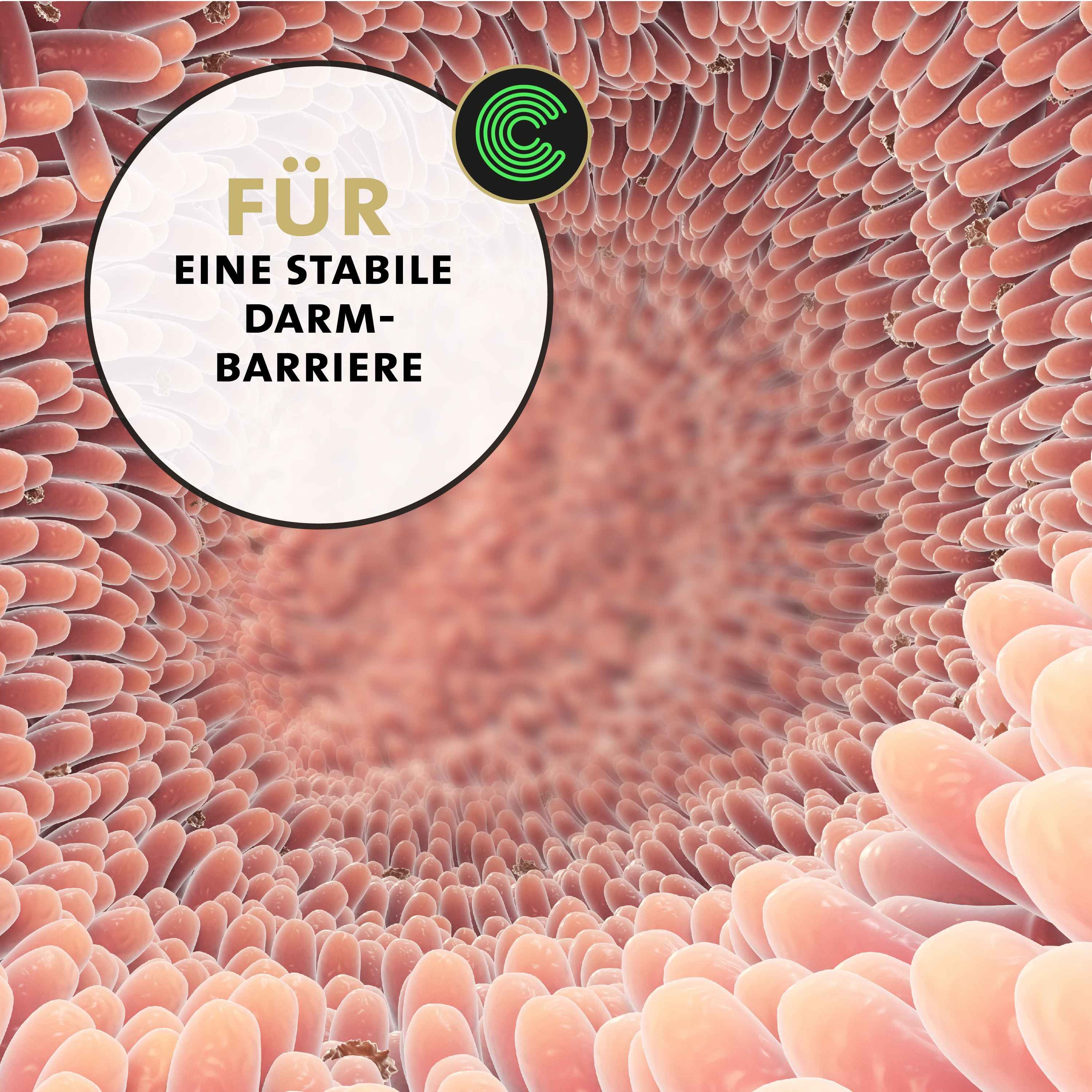 Darm. Text: Für eine stabile Darmbarriere. C Logo.