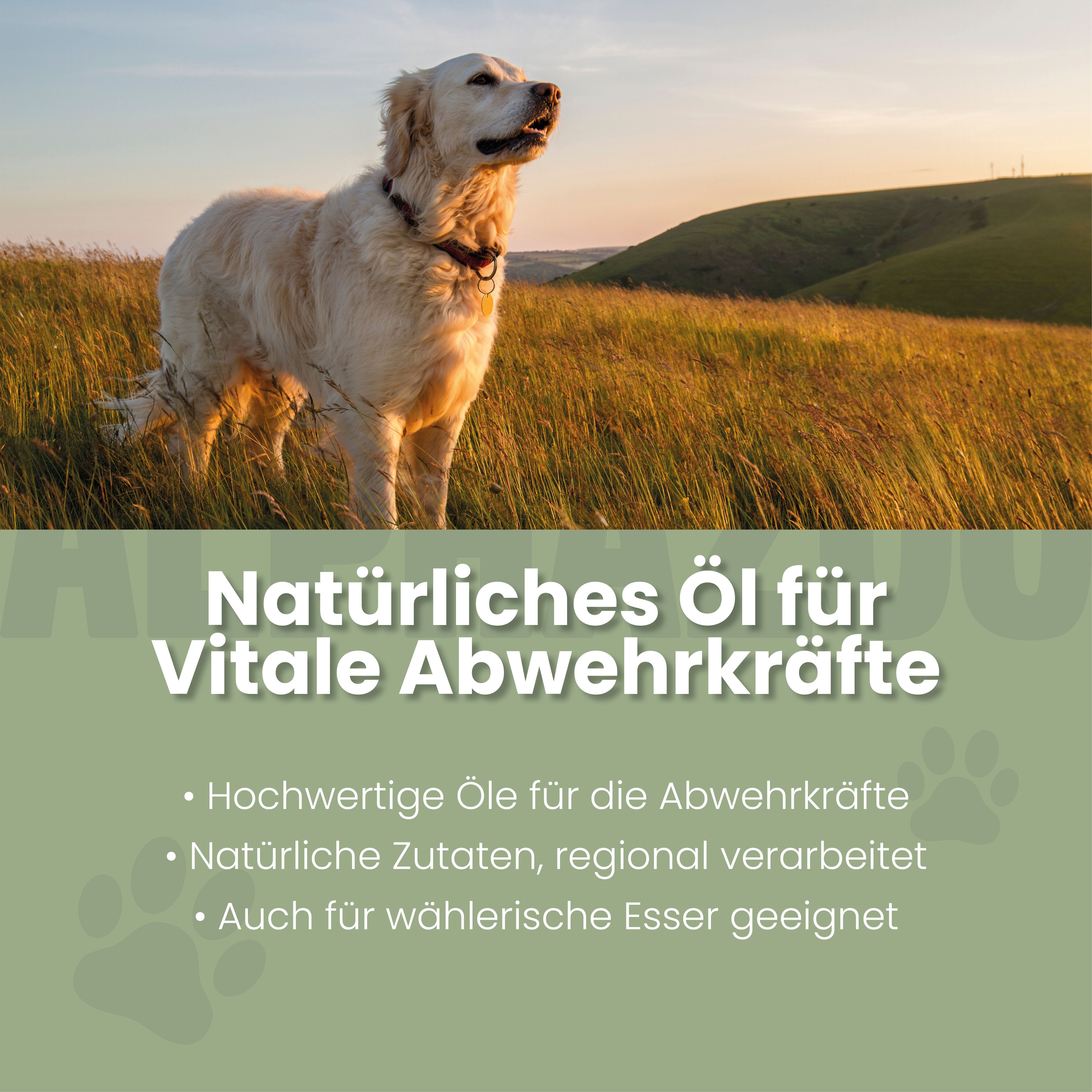 Goldener Retriever auf einer Wiese. Text: Natürliches Öl für vitale Abwehrkräfte. Hochwertige Öle, natürliche Zutaten.