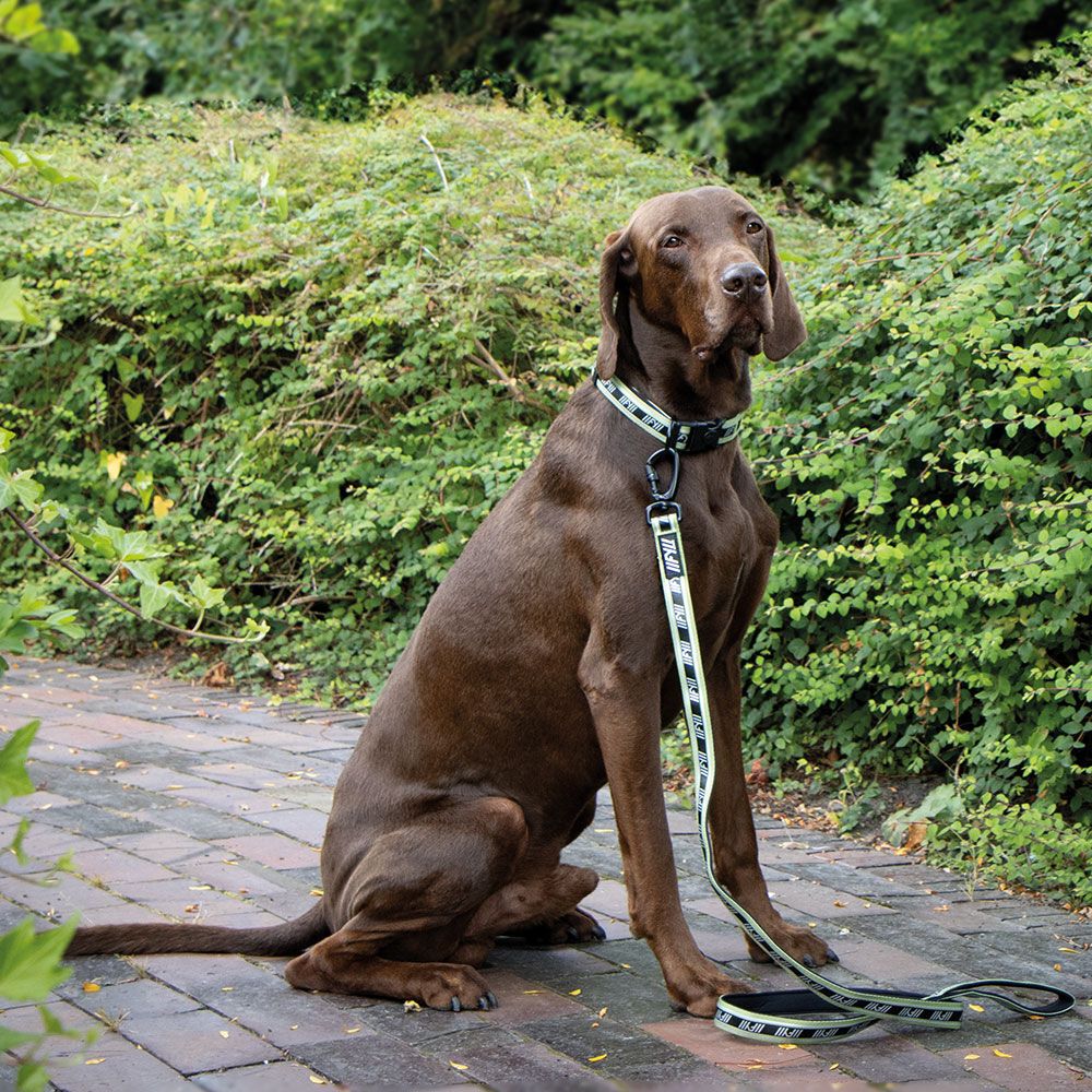 Hundeleine - FuzzYard Active Hunde Cityleine