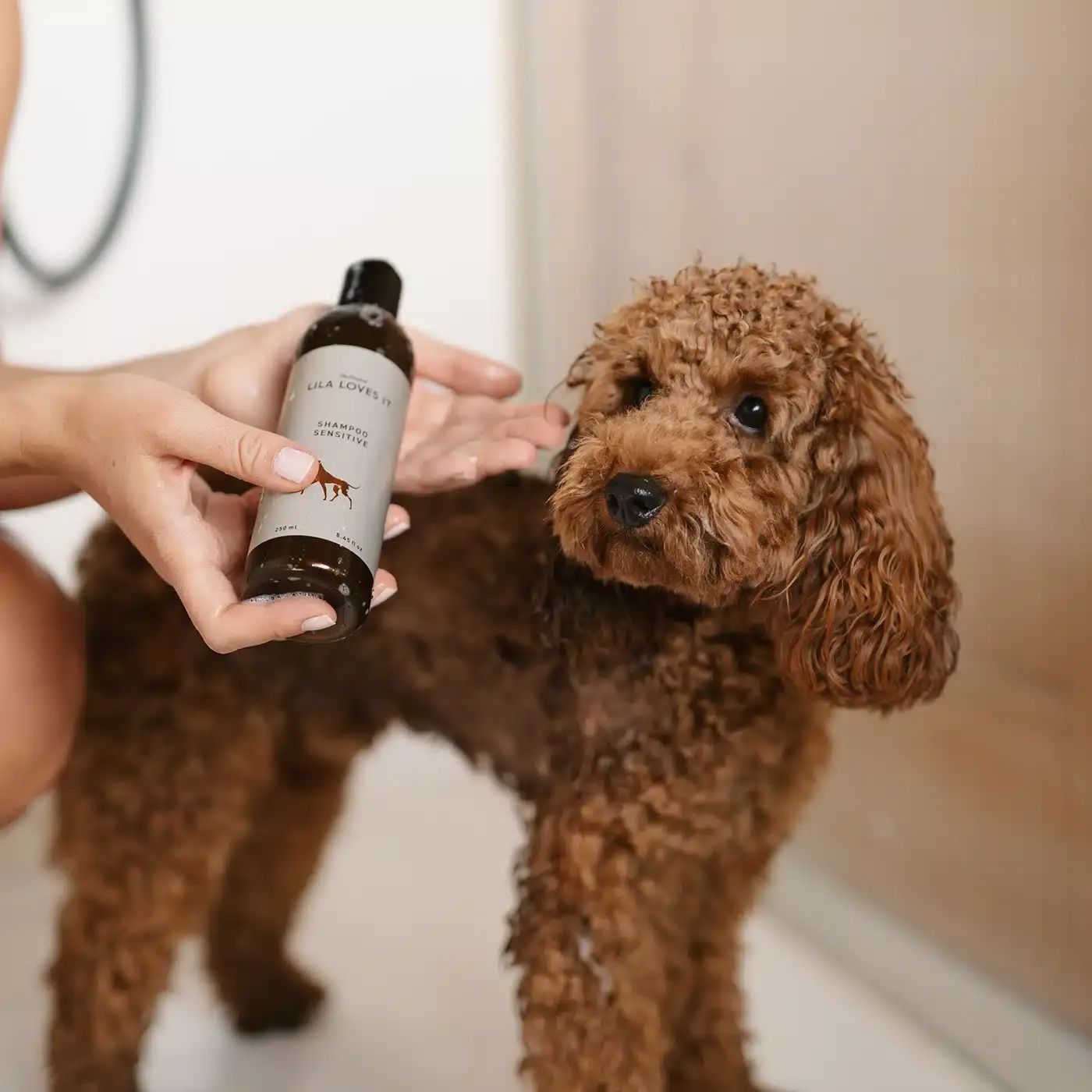 Person hält Shampoo Sensitive von LILA LOVES IT. Ein brauner Pudel wird gewaschen.