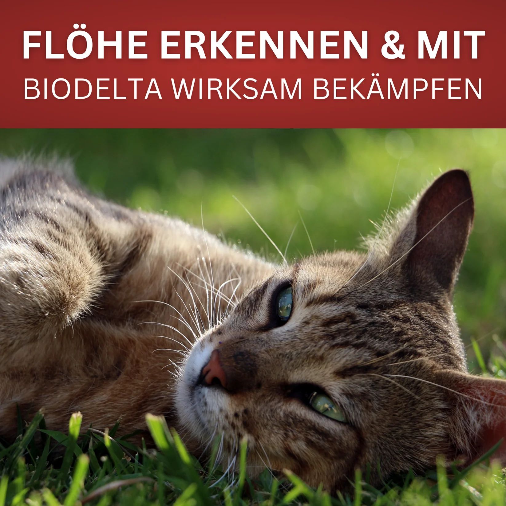 Katze liegt im Gras. Text: Flöhe erkennen & mit BIODELTA wirksam bekämpfen.