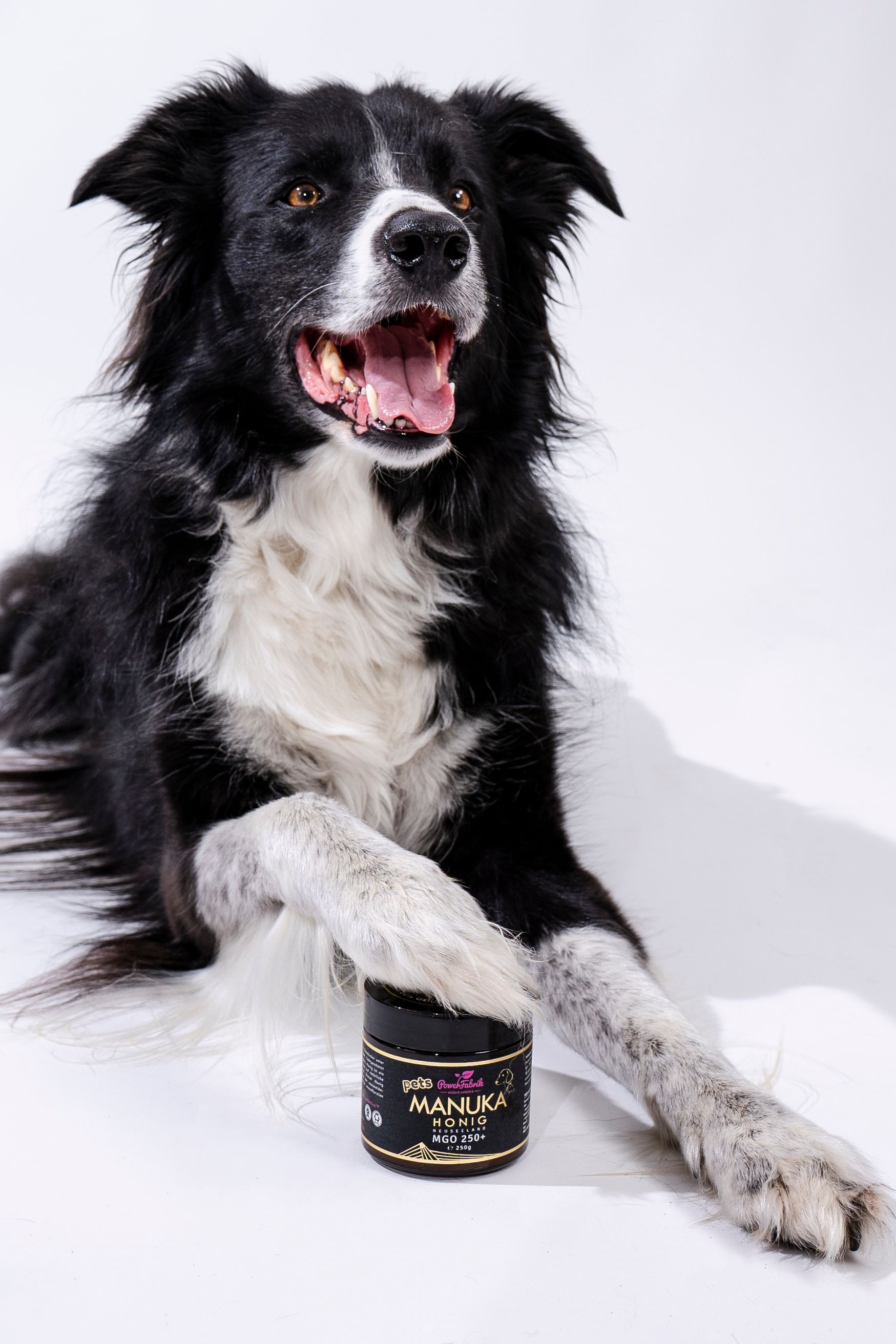 Hund liegt neben Glas Manuka Honig, MGO 250+. Schwarzer Hund mit weißer Brust. Produktetikett sichtbar.