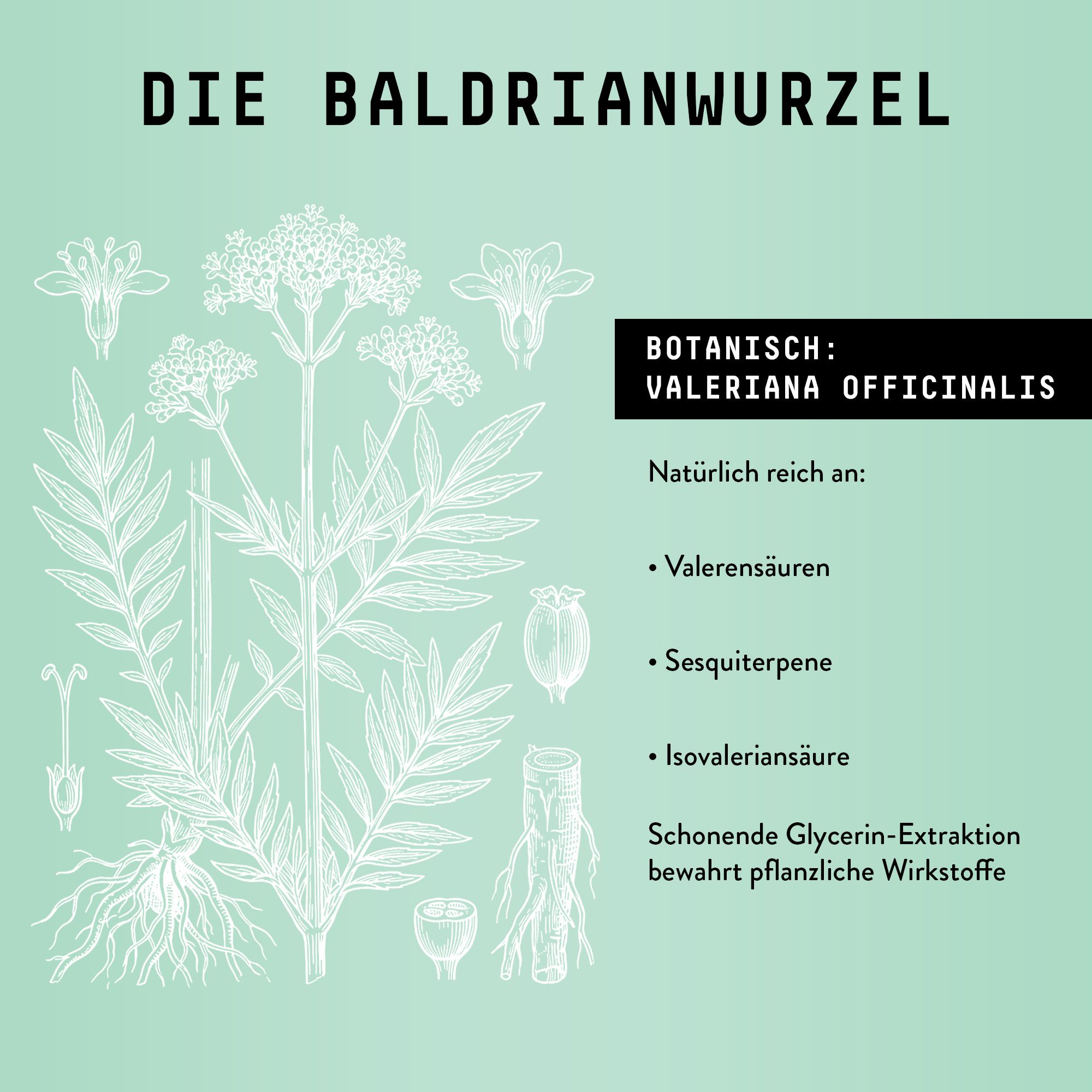 Zeichnung der Baldrianpflanze. Text: Botanisch: Valeriana officinalis. Inhaltsstoffe: Valerensäuren, Sesquiterpene, Isovaleriansäure.