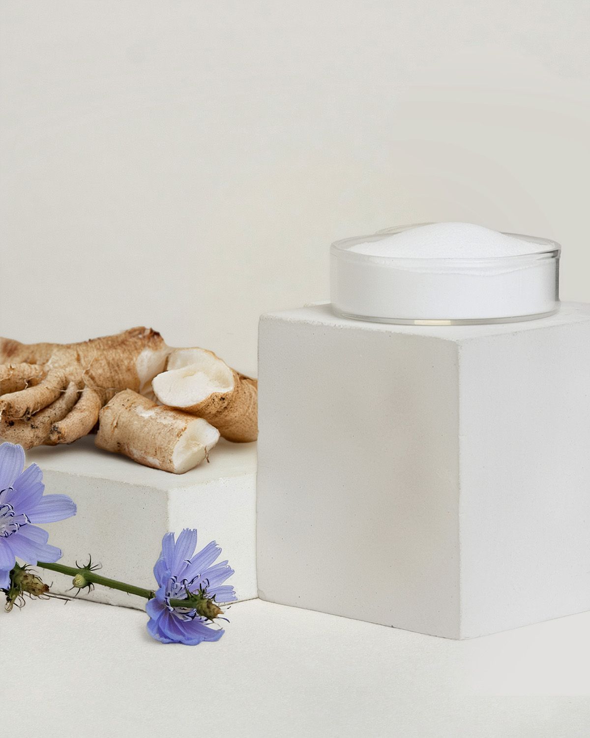 Chicorée-Wurzeln und Blüten neben einem Würfel mit Inulin-Pulver.
