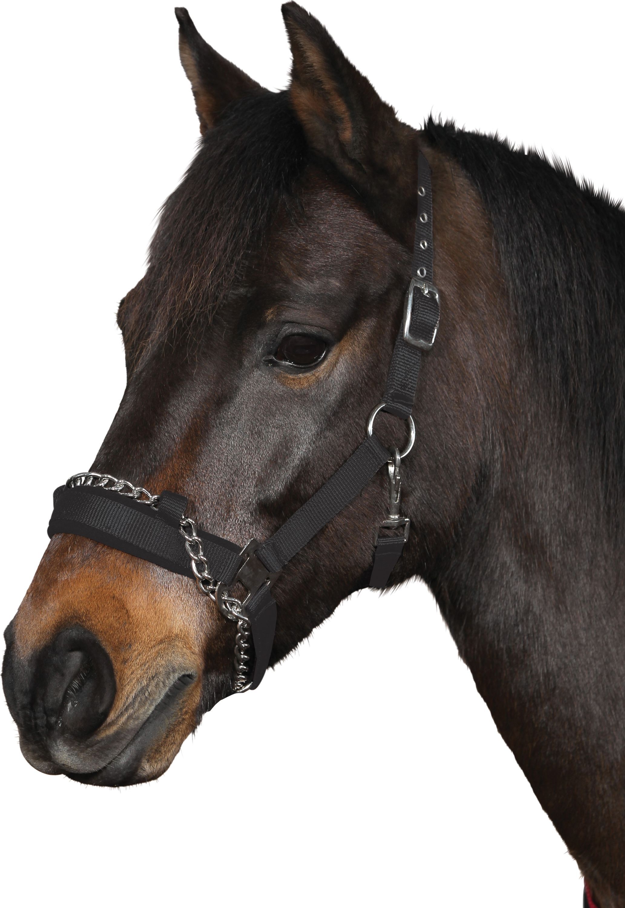 Schwarzer Halfter mit Kette am Pferdekopf. Metallkette und -beschläge. Verstellbare Riemen.