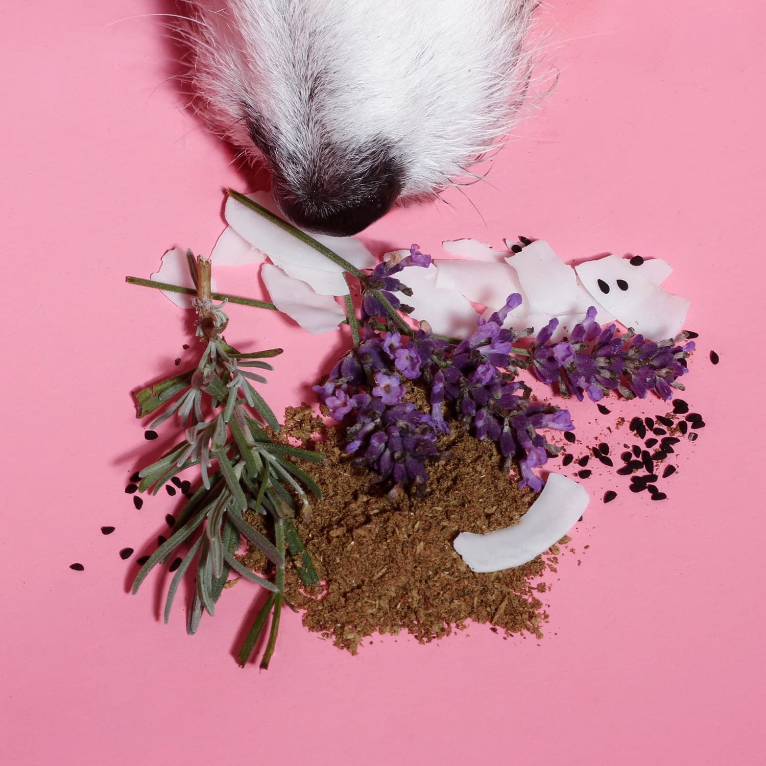 Haufen Produkt mit Kräutern und Kokosflocken auf pinkem Untergrund. Hundeschnauze im Bild.
