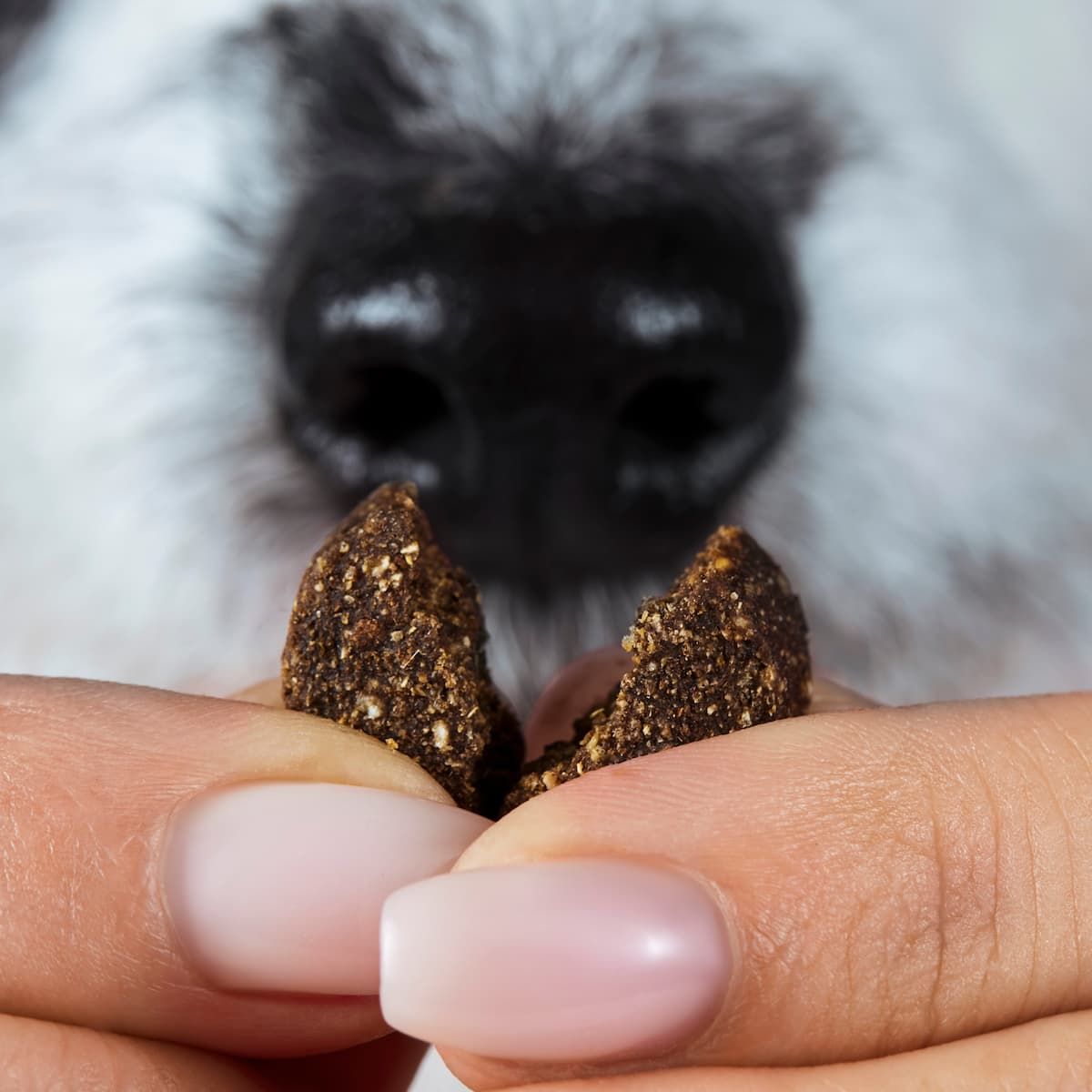 Nahaufnahme: Hände halten Leckerlis. Leckerlis in Würfelform. Hundeschnauze im Hintergrund. Leckerlis sind braun.