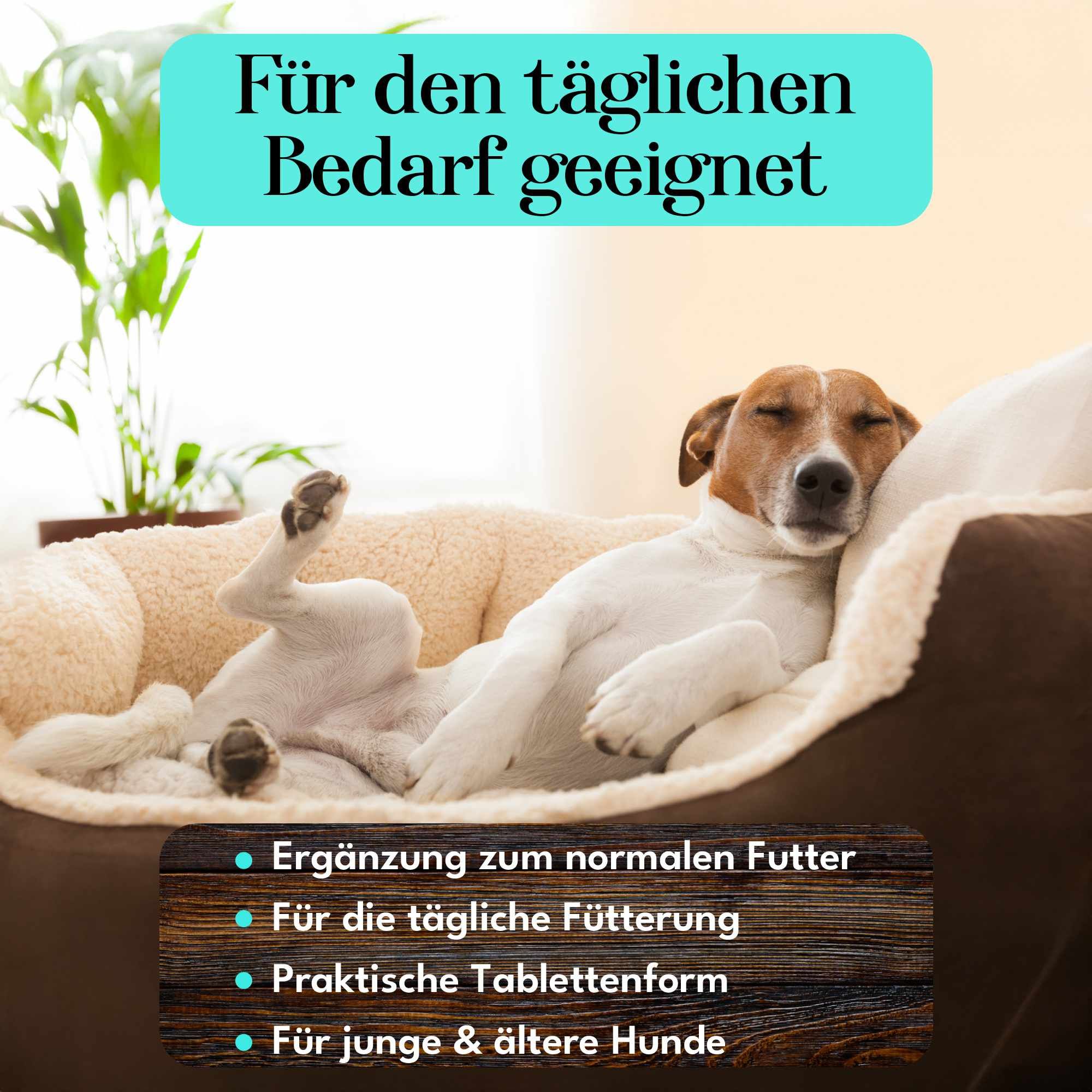 Hund liegt entspannt auf einer Couch. Aufschrift: Ergänzung zum normalen Futter, Praktische Tablettenform, Für junge & ältere Hunde.