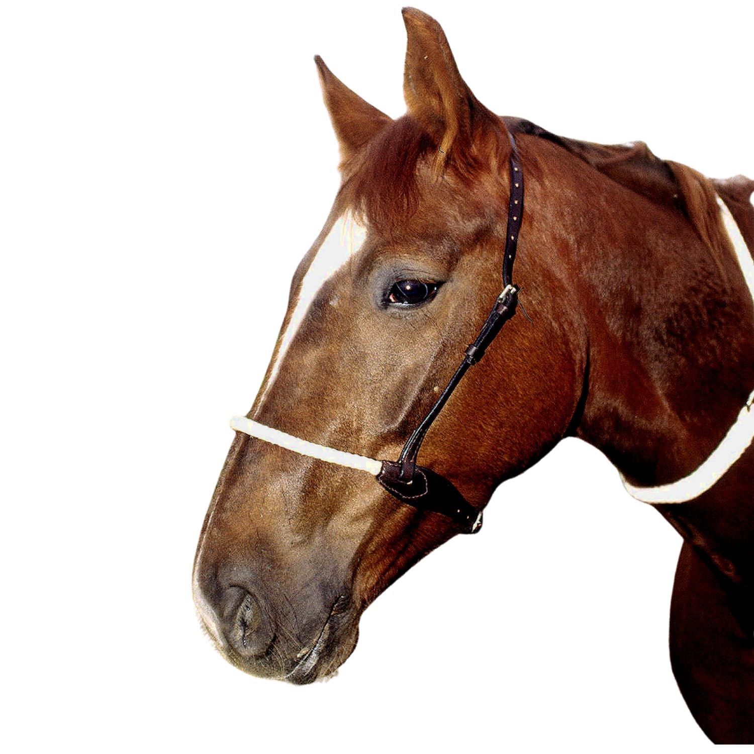 Pferdekopf mit AMKA Rope Reithalfter. Weißes Seil, braunes Leder. Nahaufnahme.